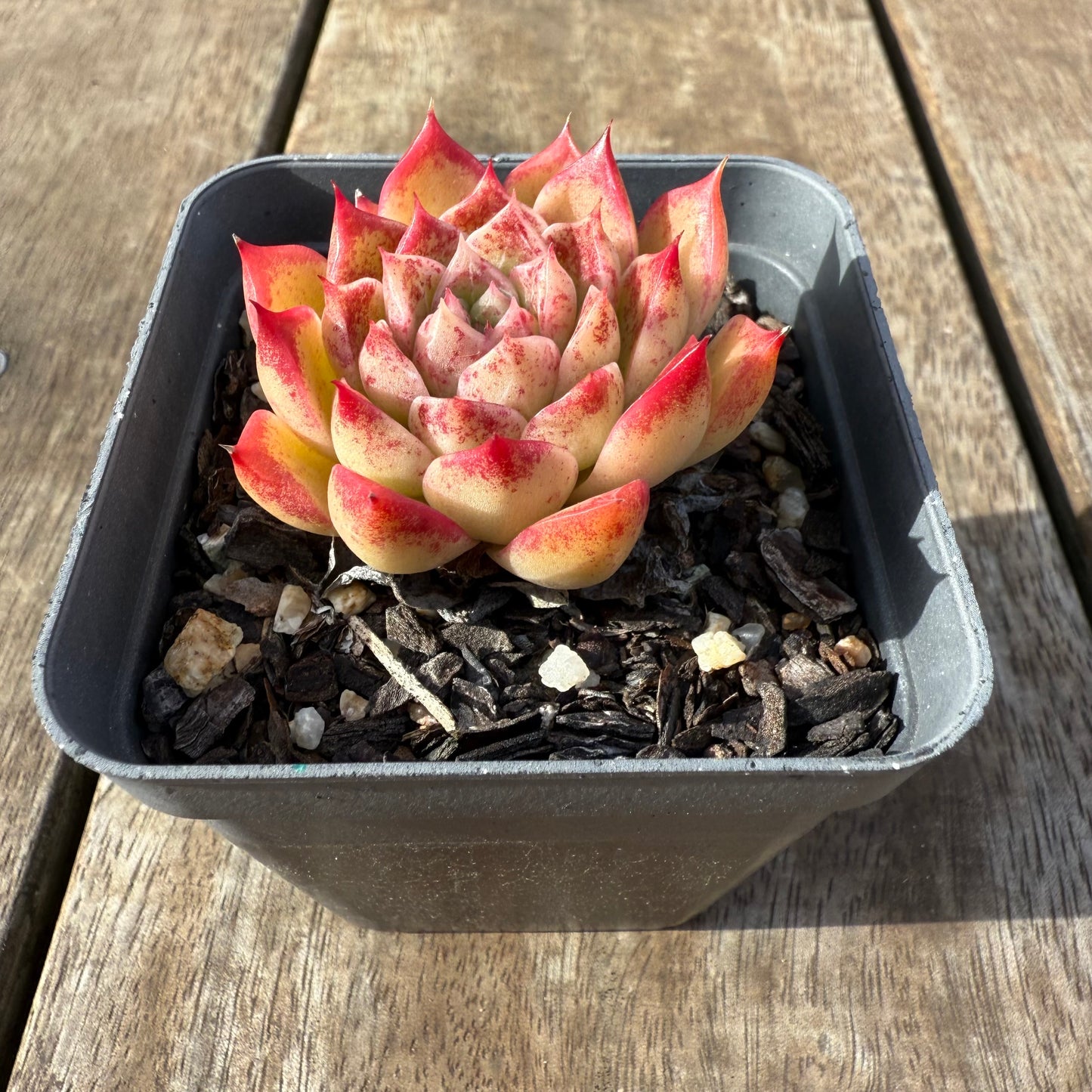 2207 Echeveria Queen 'Speckles'