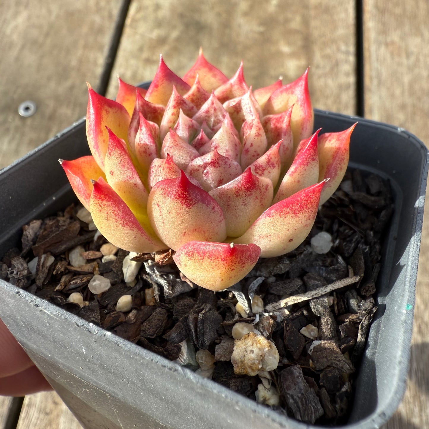 2207 Echeveria Queen 'Speckles'