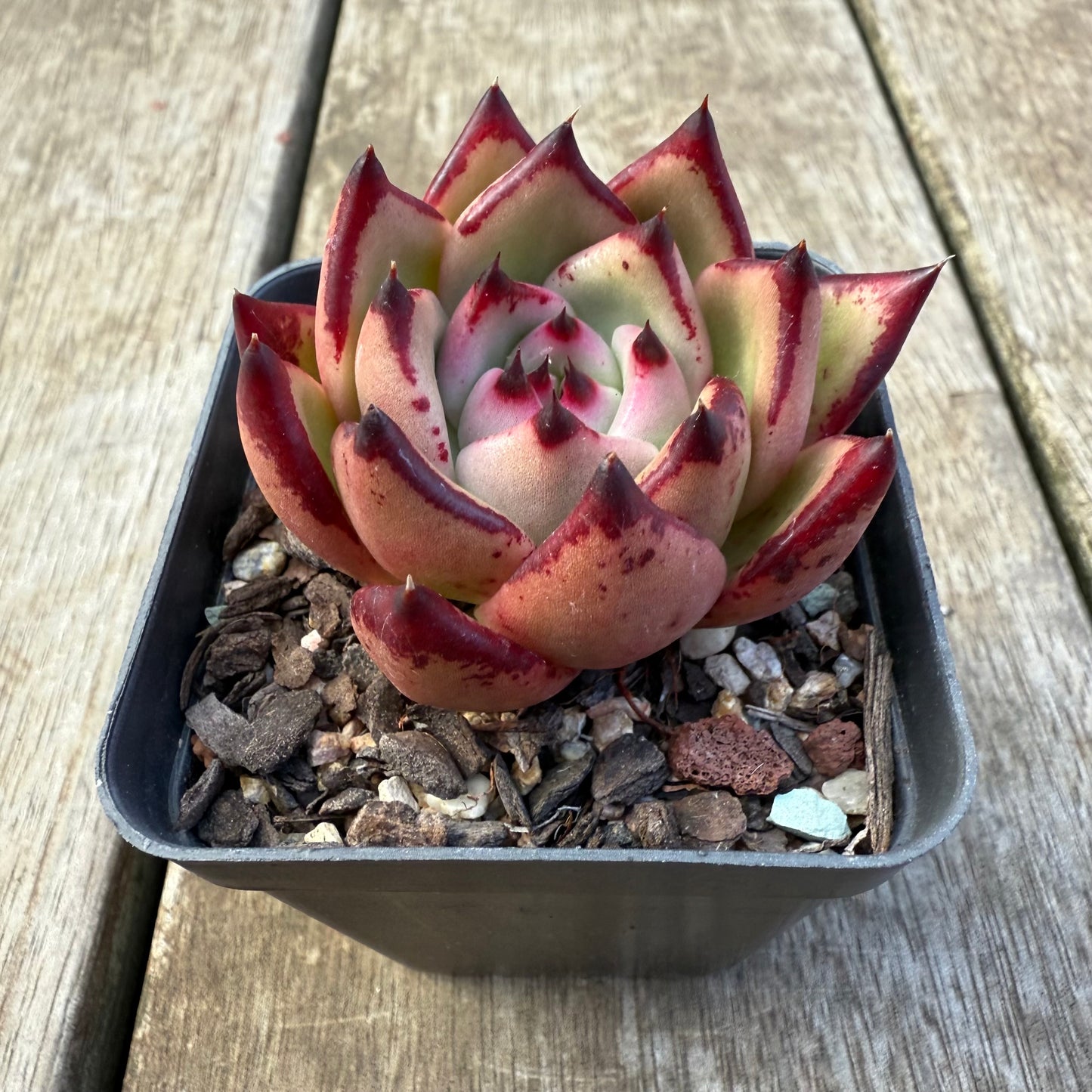 2207 Echeveria Red Ebony