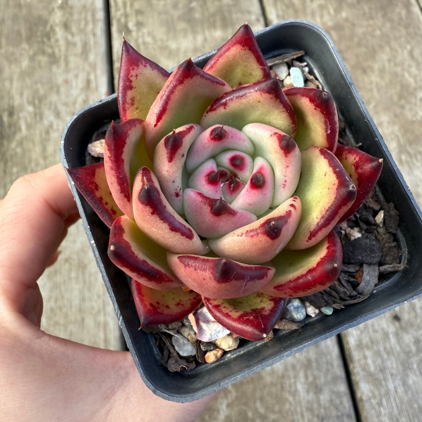 2207 Echeveria Red Ebony