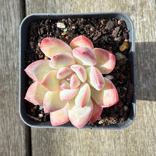 2207 Echeveria Snow Candy - Korean form
