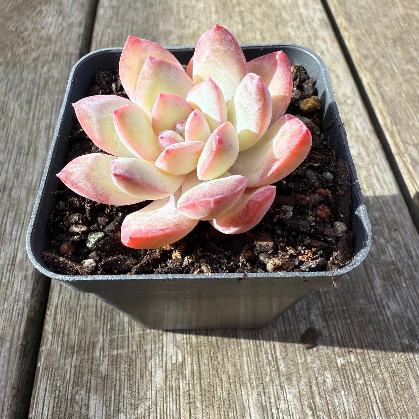 2207 Echeveria Snow Candy - Korean form