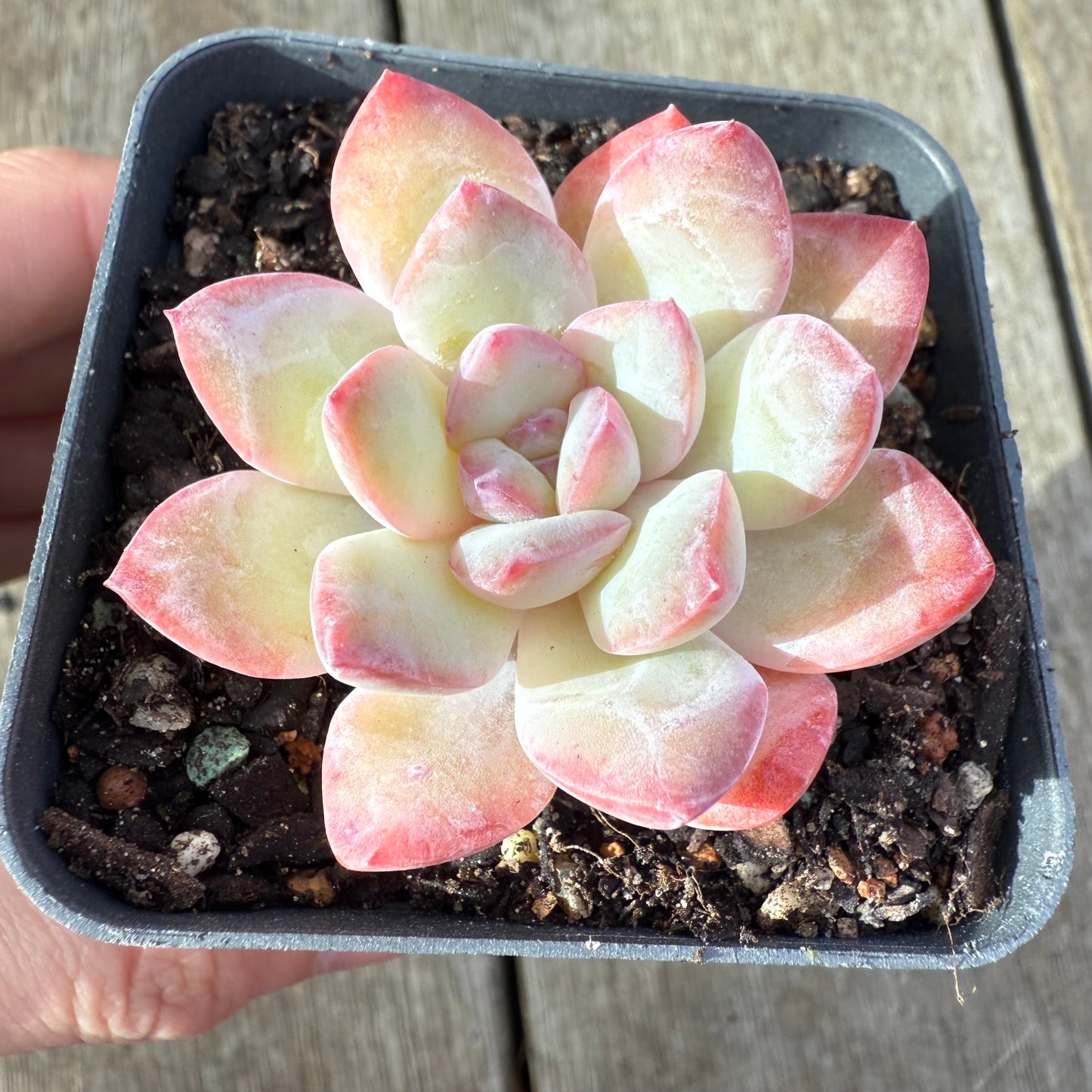 2207 Echeveria Snow Candy - Korean form