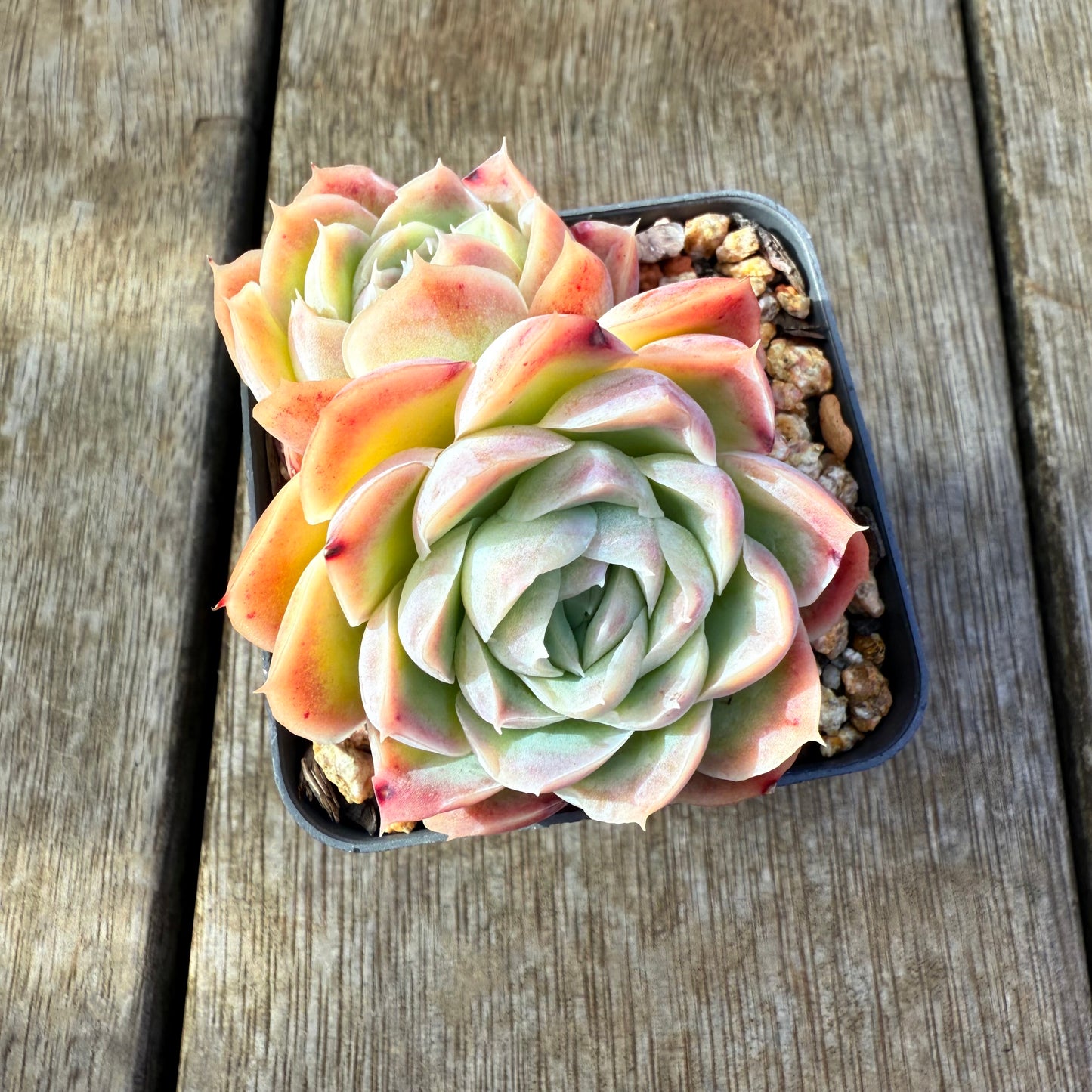 2207 Echeveria Strawberry Roll