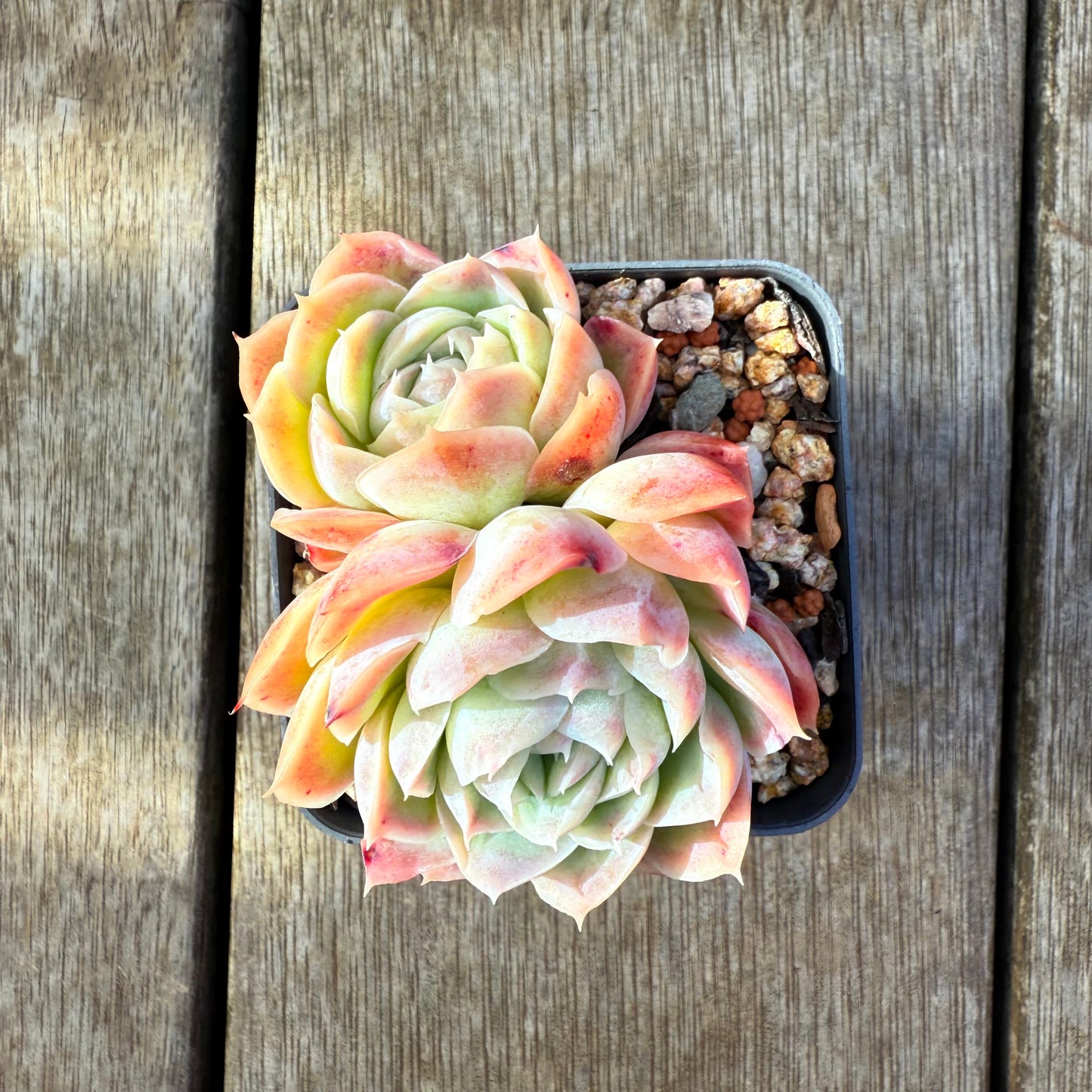 2207 Echeveria Strawberry Roll
