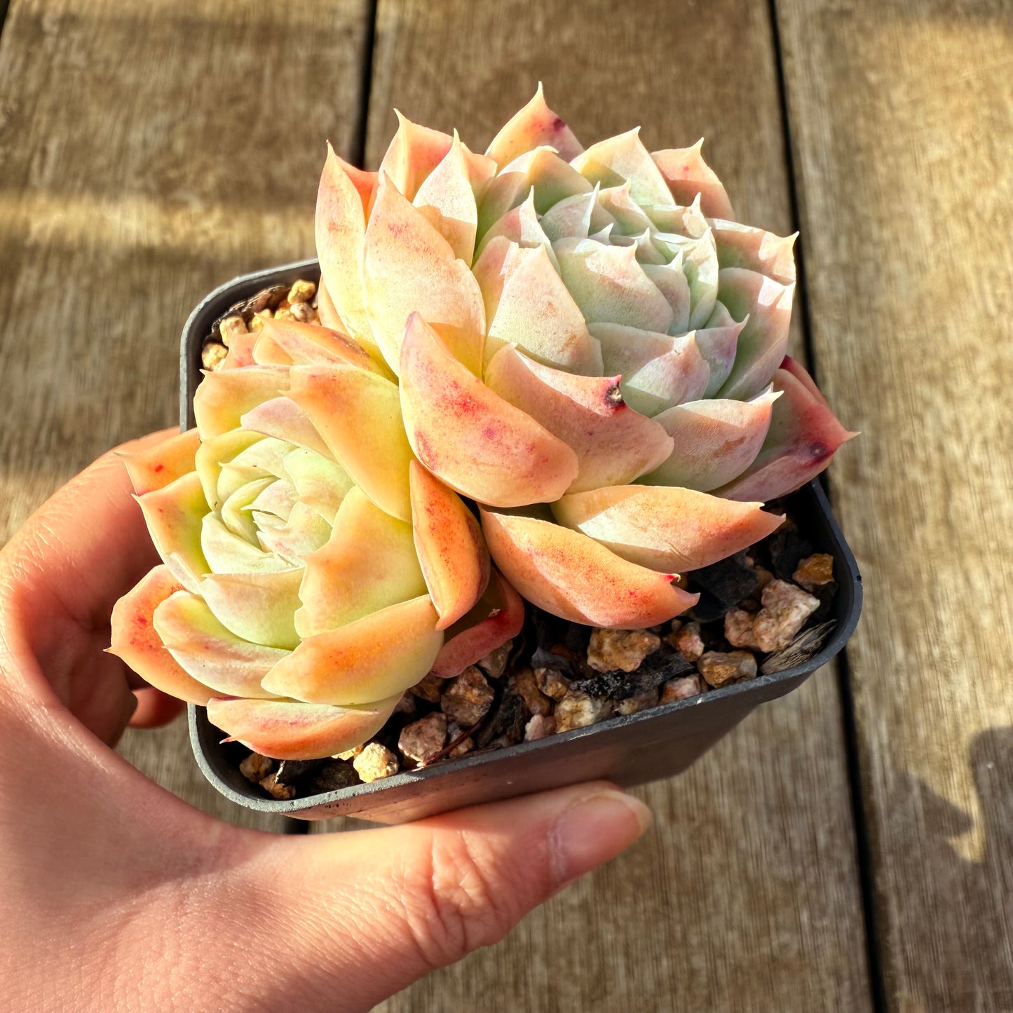 2207 Echeveria Strawberry Roll