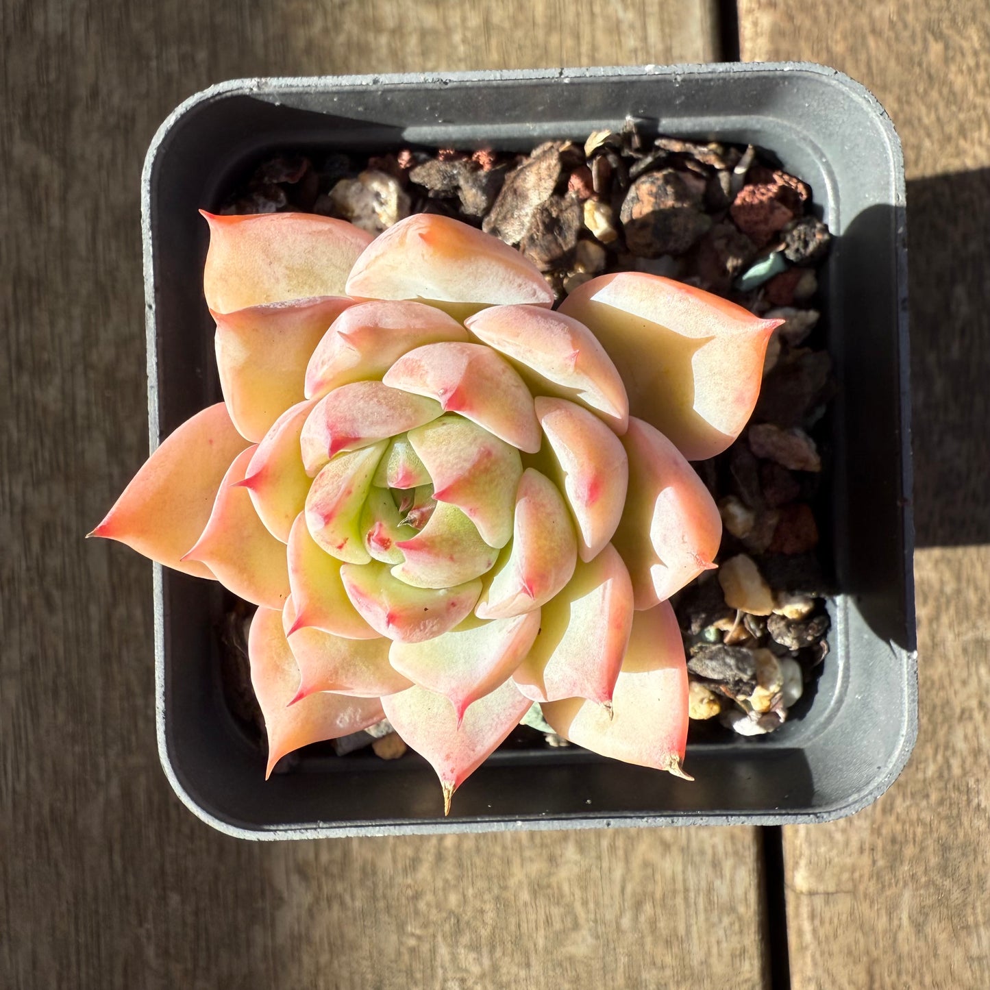 2207 Echeveria Tippy