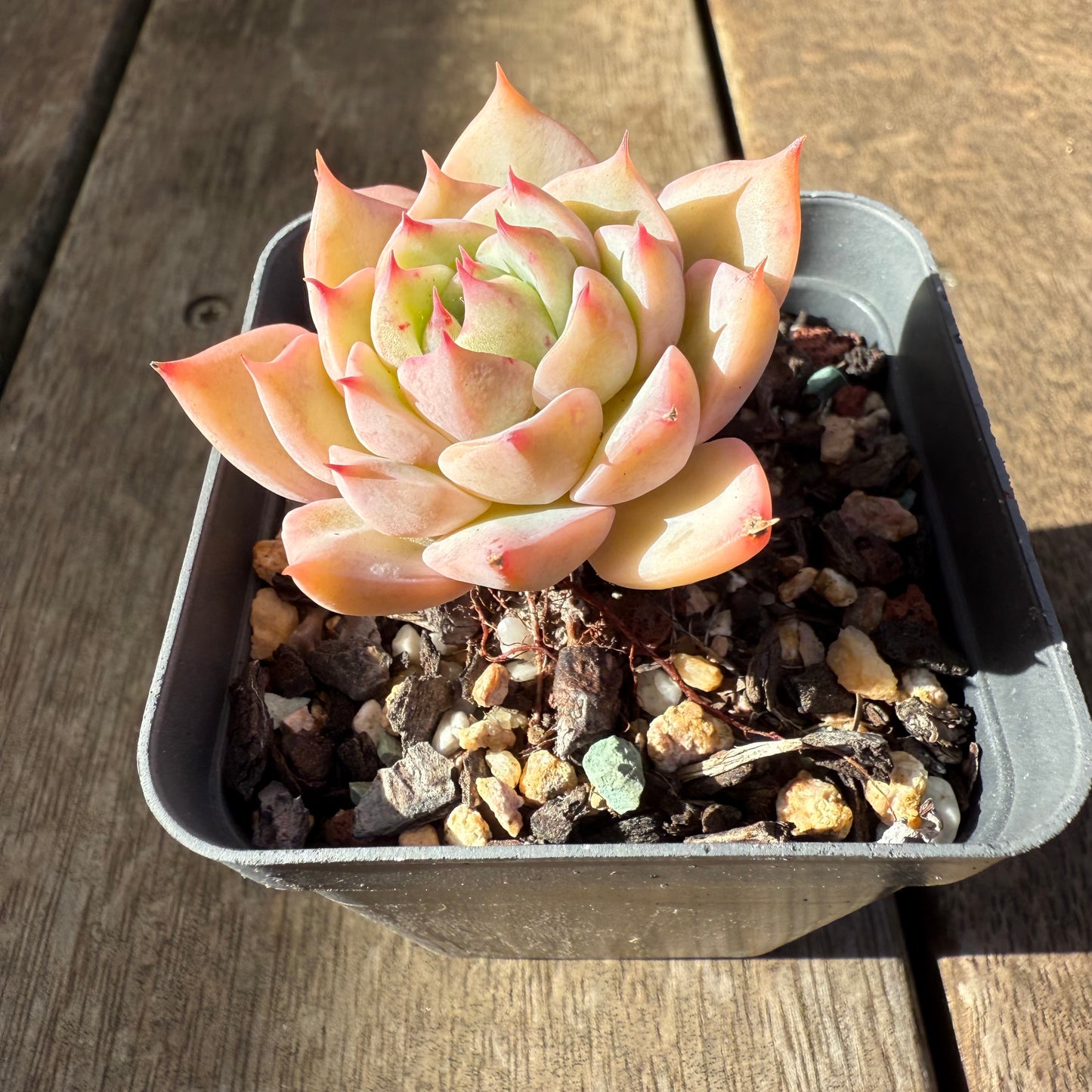 2207 Echeveria Tippy