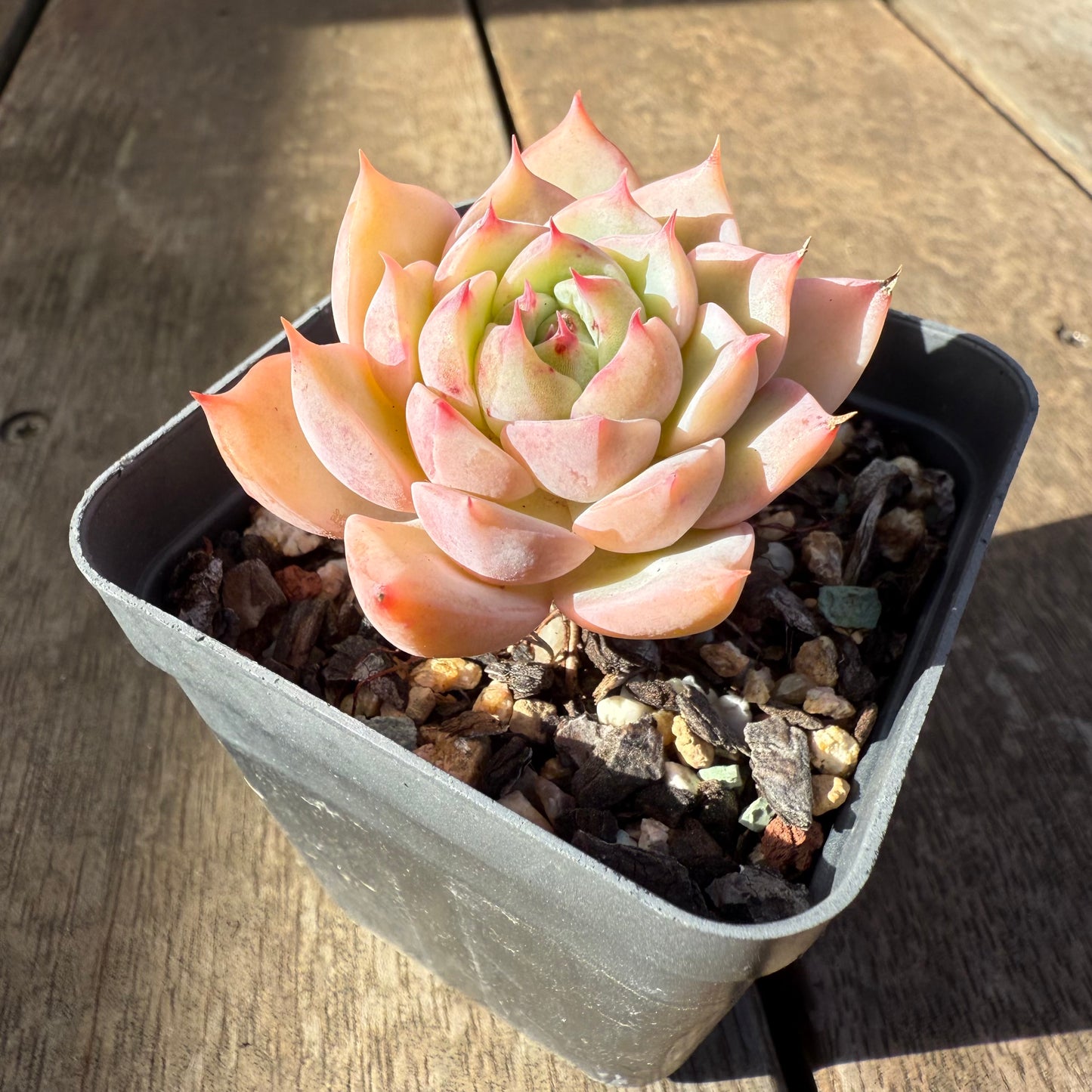 2207 Echeveria Tippy