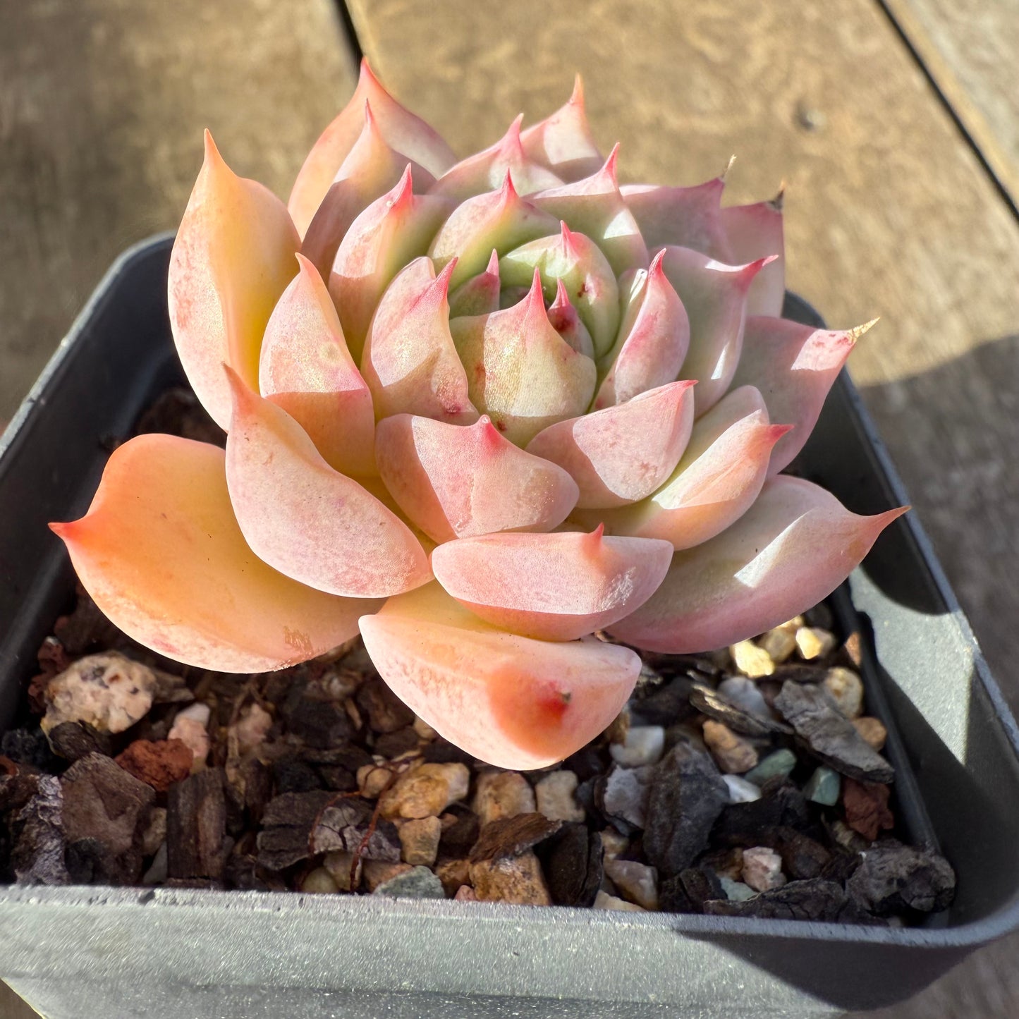 2207 Echeveria Tippy