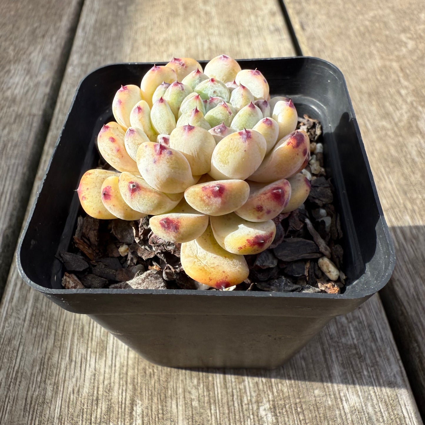 2207 Echeveria Viant
