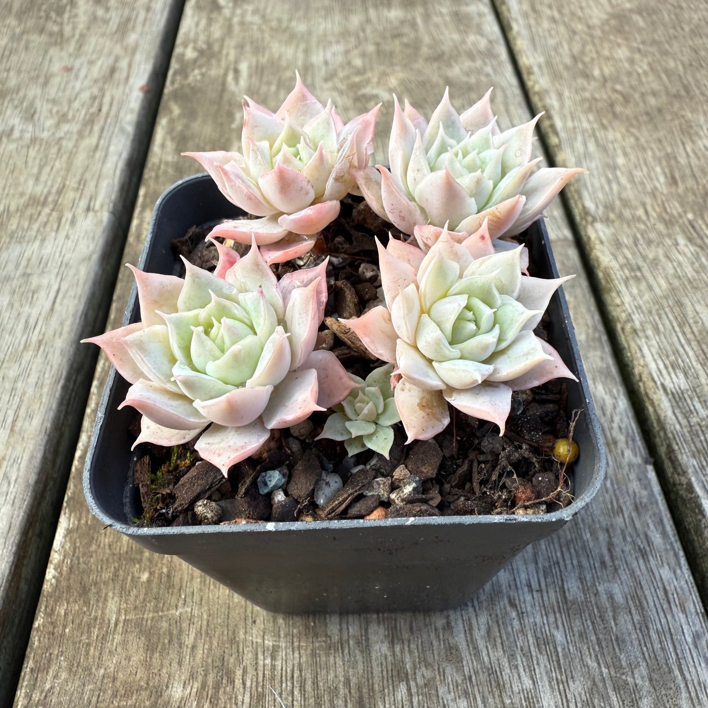 2207 Echeveria 'Choco Rose' (Multi)