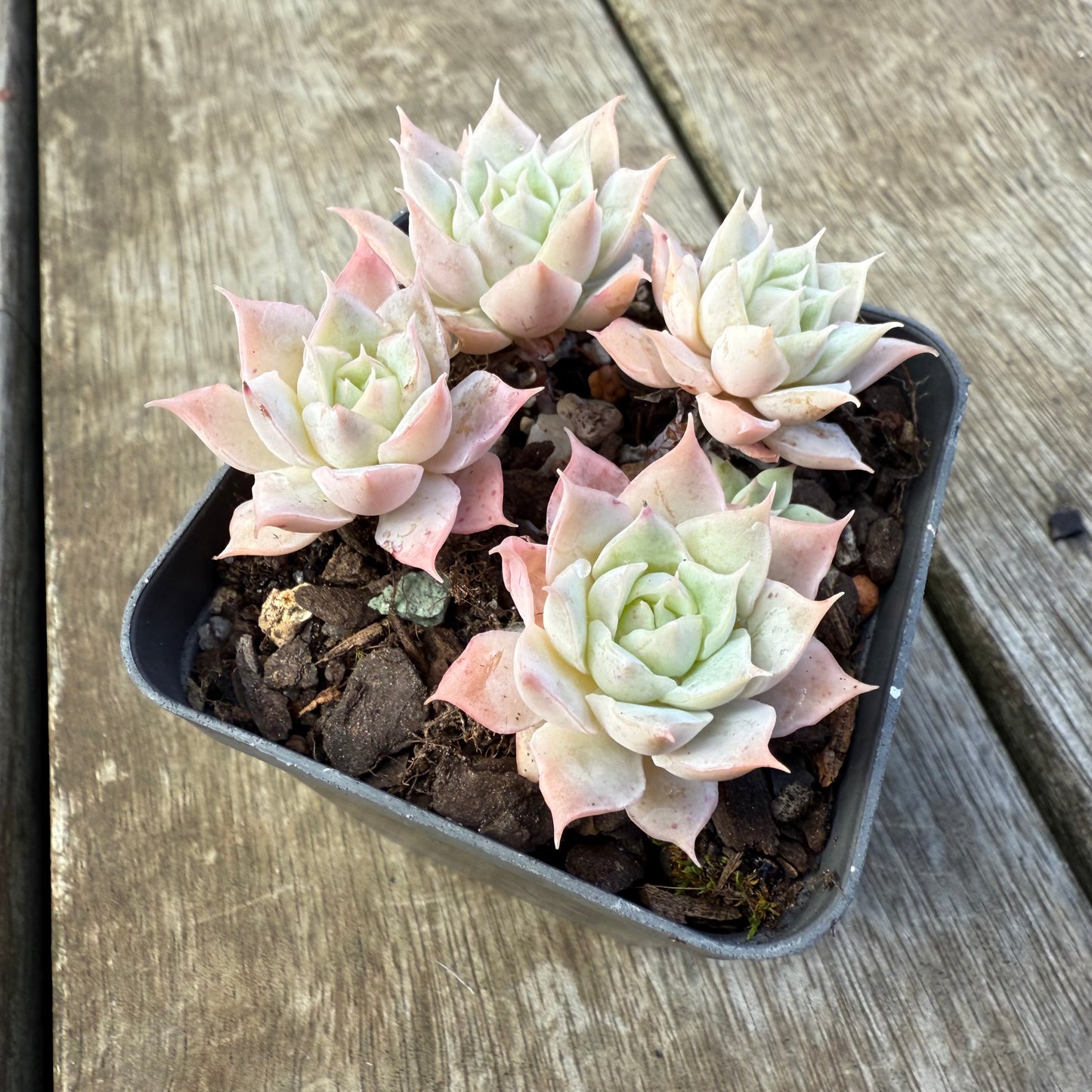2207 Echeveria 'Choco Rose' (Multi)