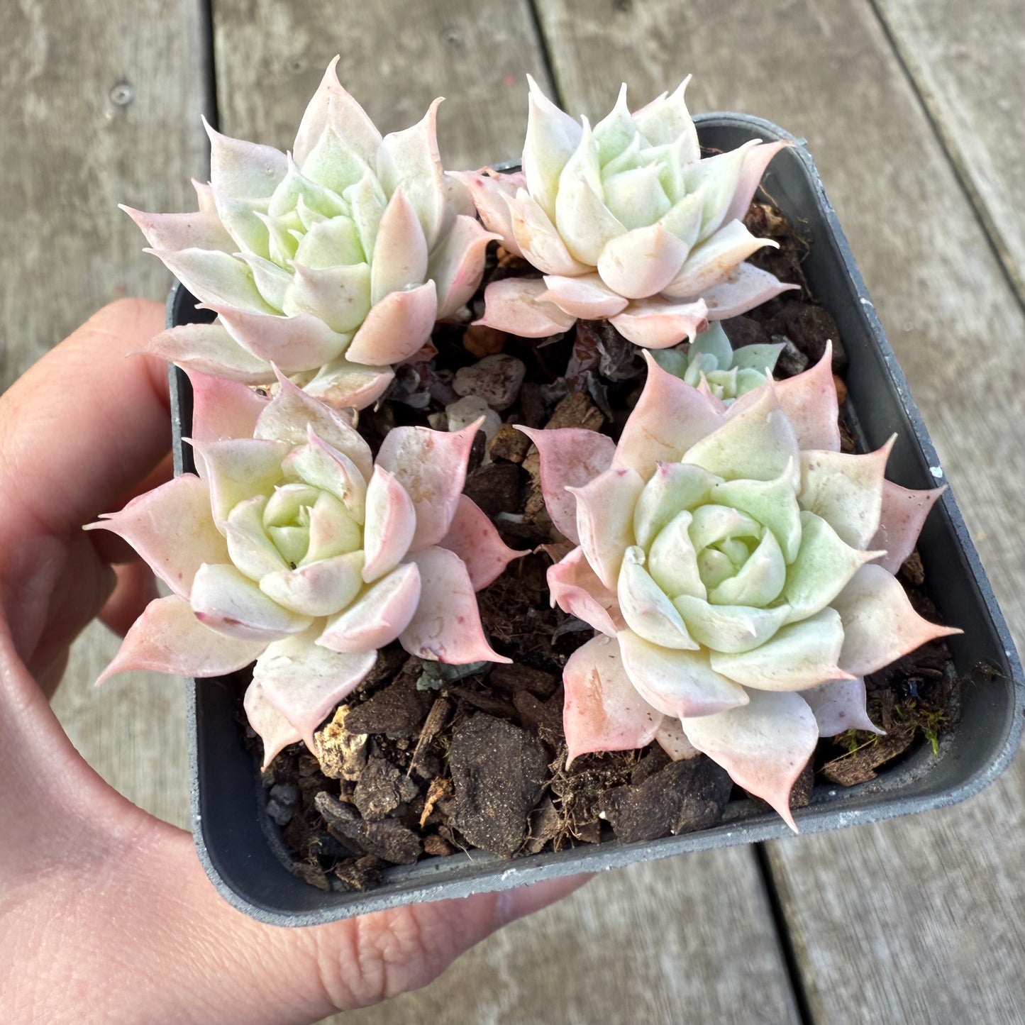 2207 Echeveria 'Choco Rose' (Multi)