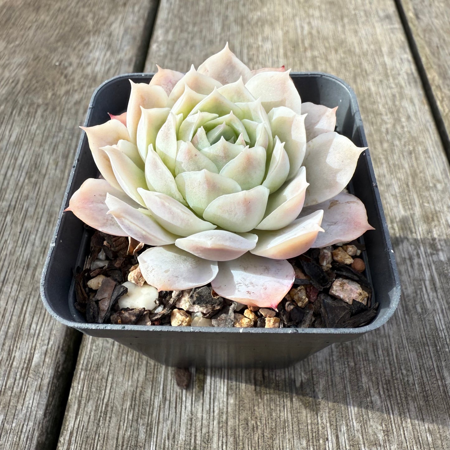 2207 Echeveria 'Iceburg'