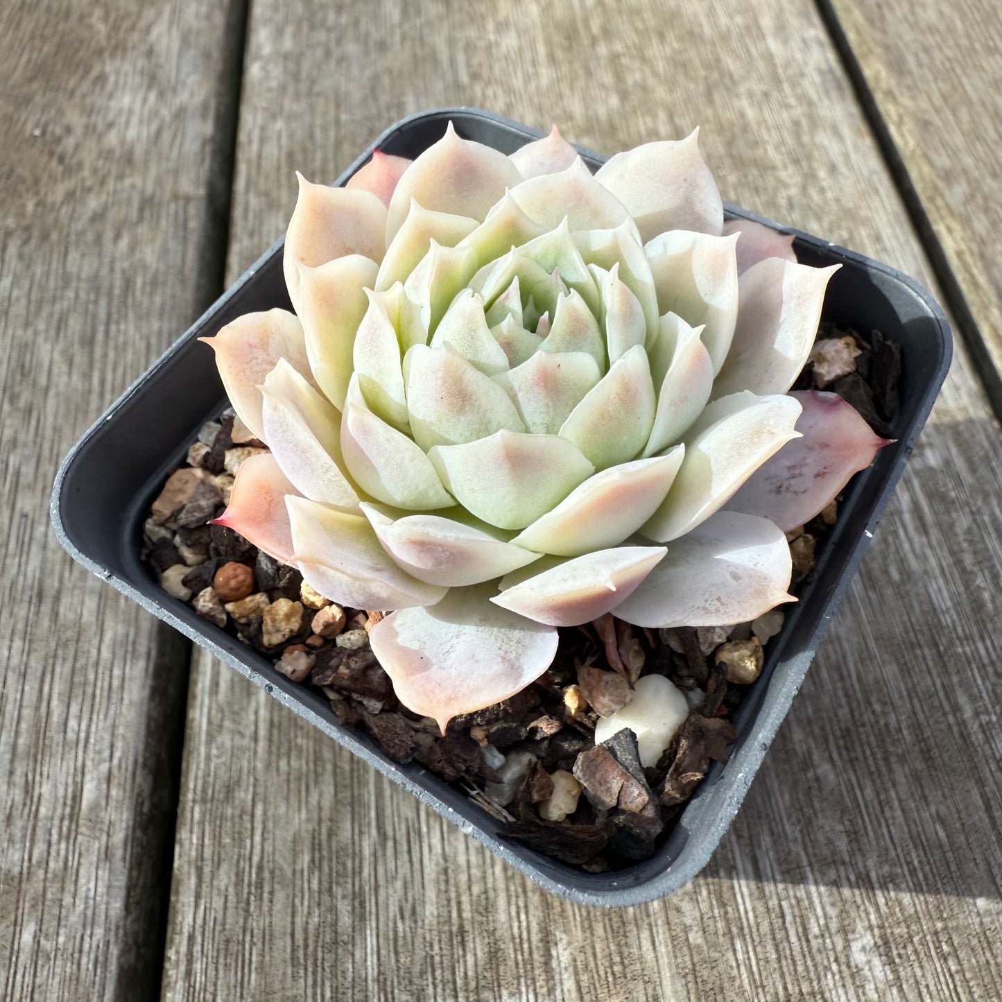 2207 Echeveria 'Iceburg'