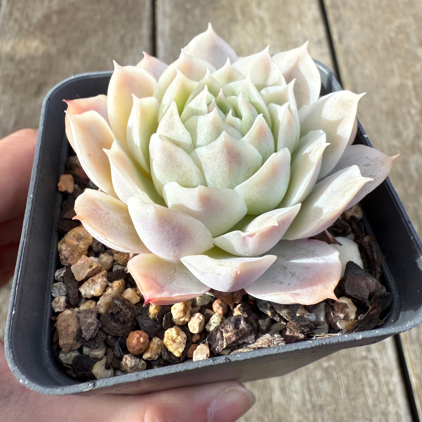 2207 Echeveria 'Iceburg'