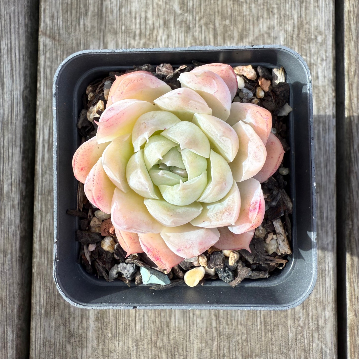 2207 Echeveria 'Icy Beauty'