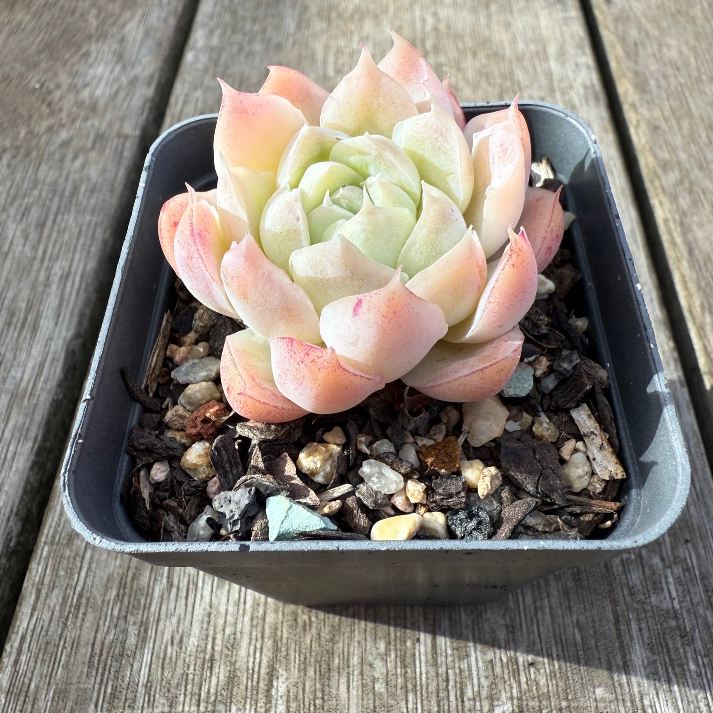 2207 Echeveria 'Icy Beauty'