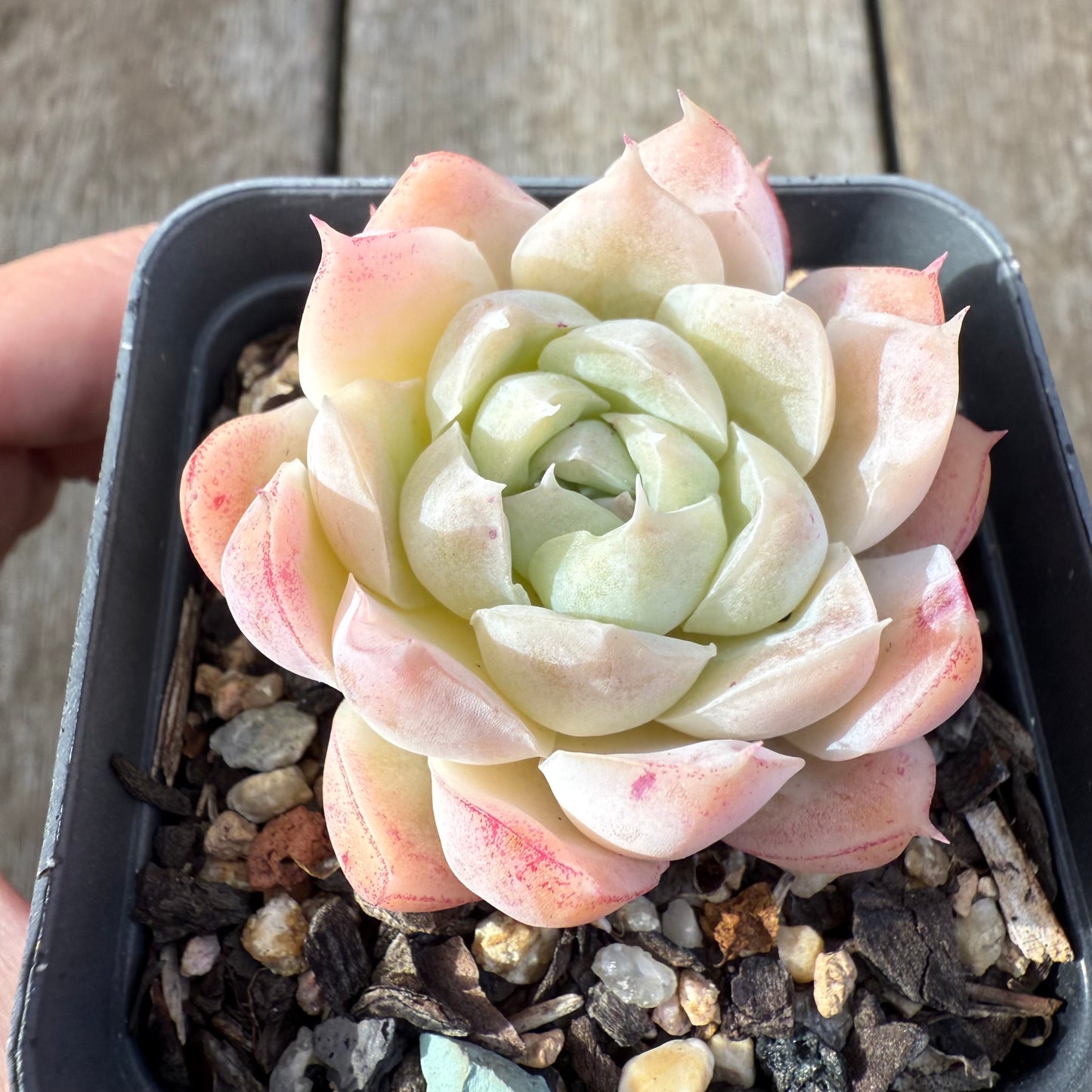 2207 Echeveria 'Icy Beauty'