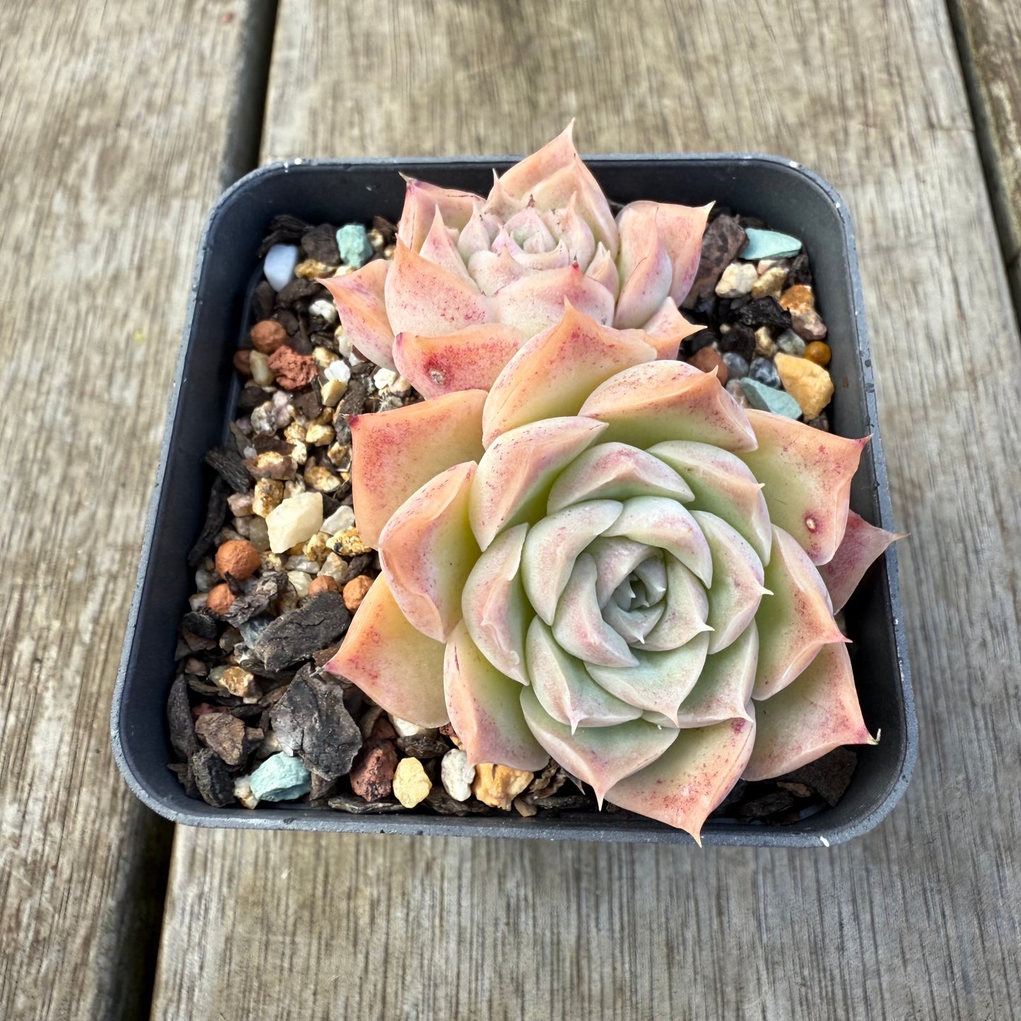 2207 Echeveria 'Jellyfish'