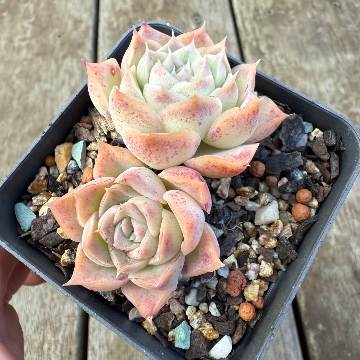 2207 Echeveria 'Jellyfish'