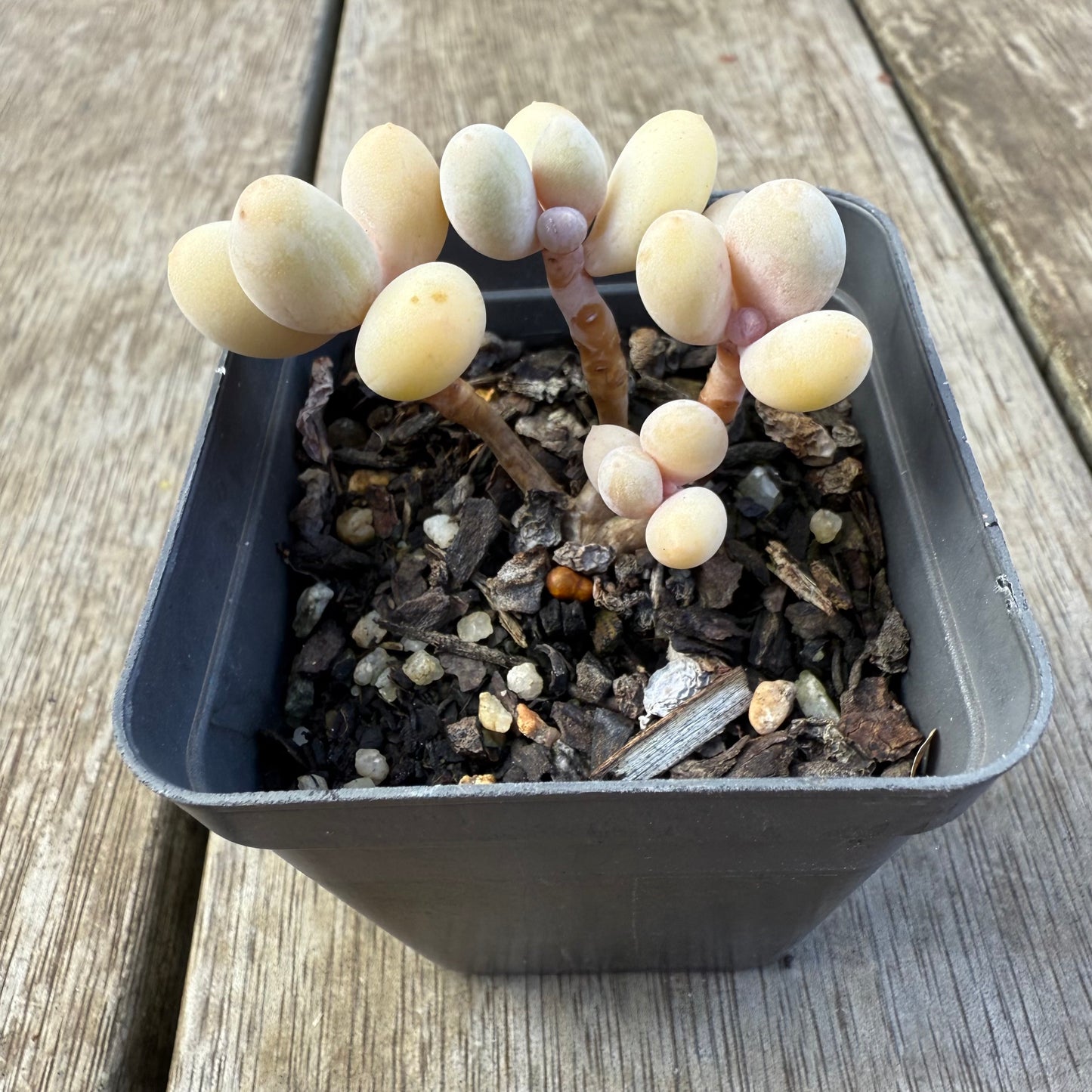 2207 Pachyveria 'Custard'