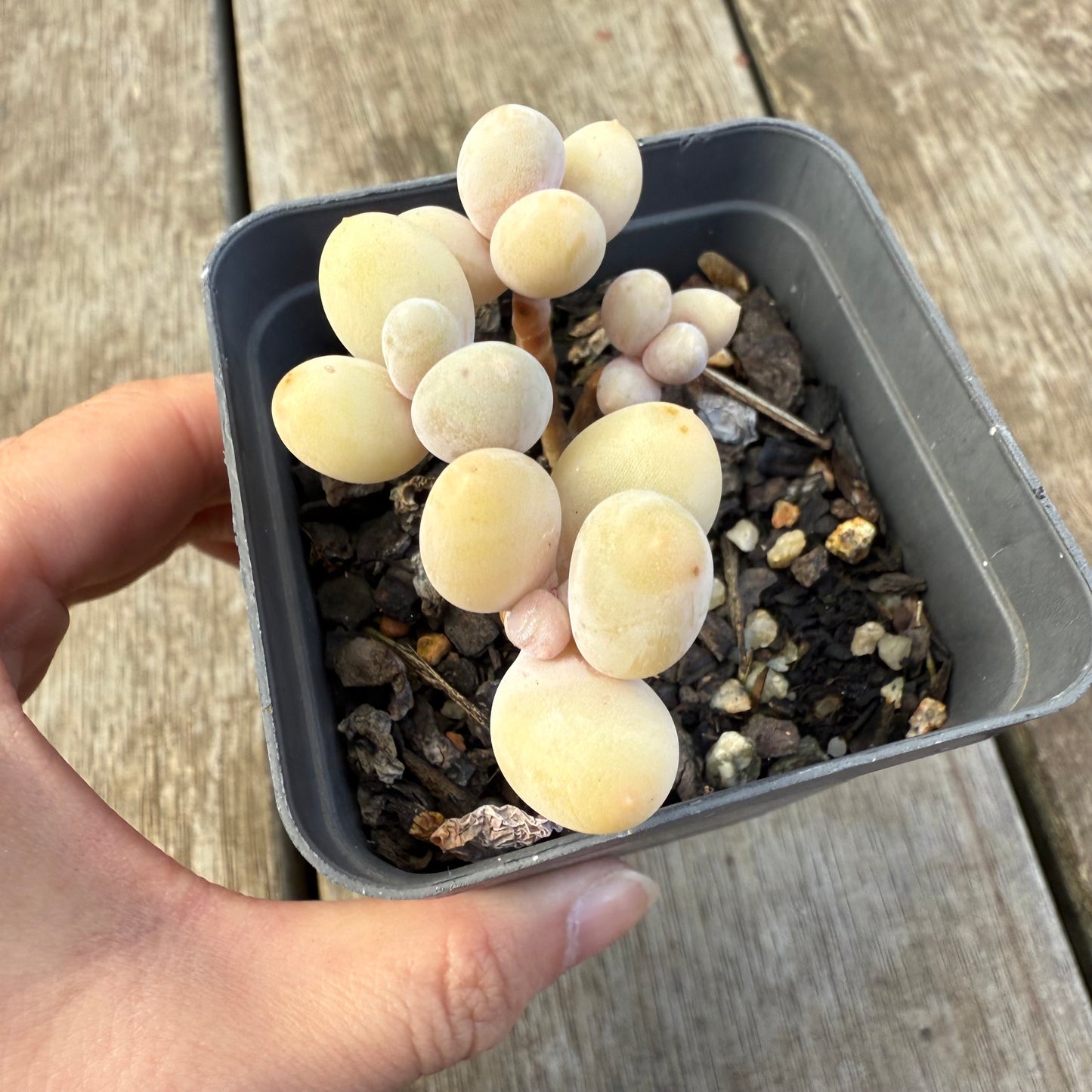 2207 Pachyveria 'Custard'