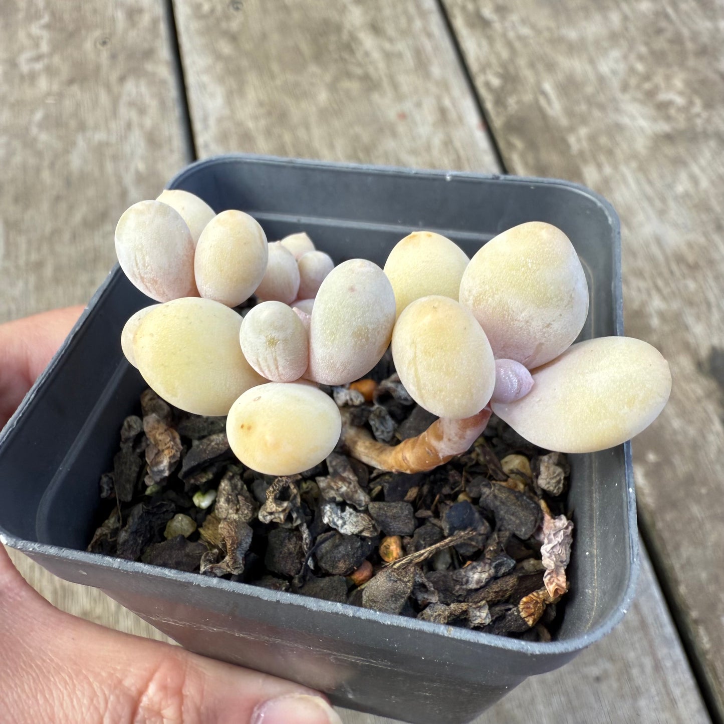 2207 Pachyveria 'Custard'