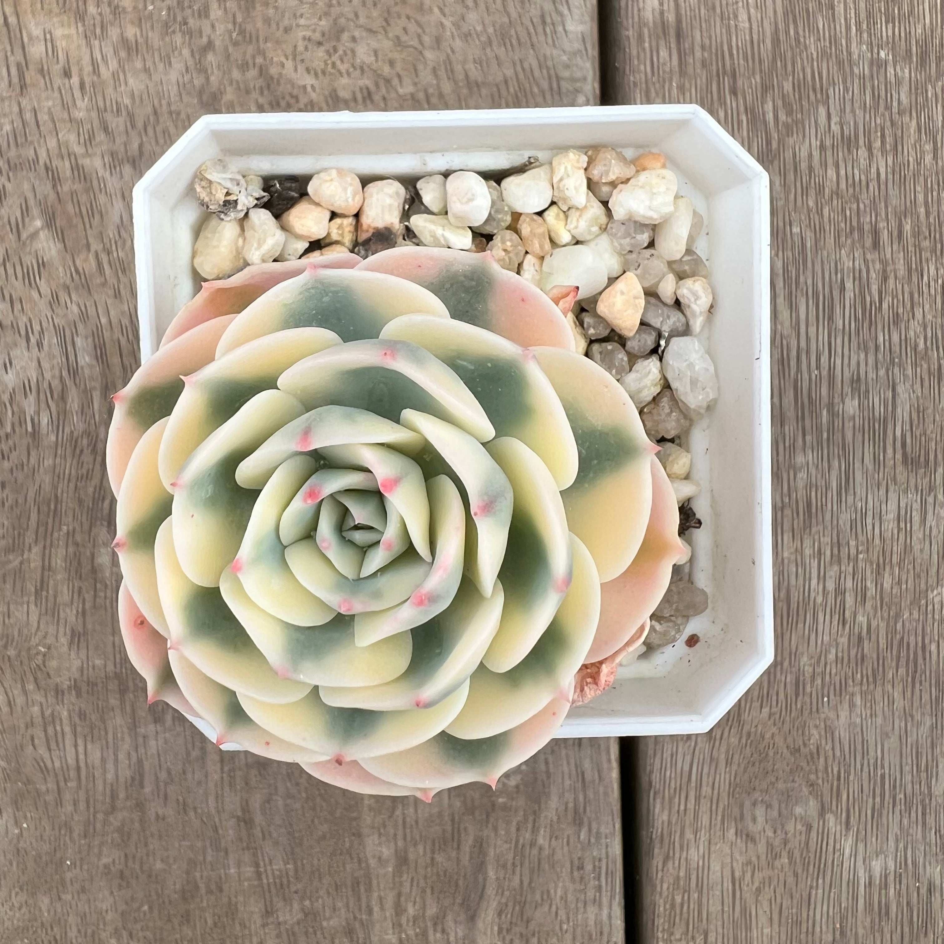 carousel succulent 2208 Echeveria Compton Carousel