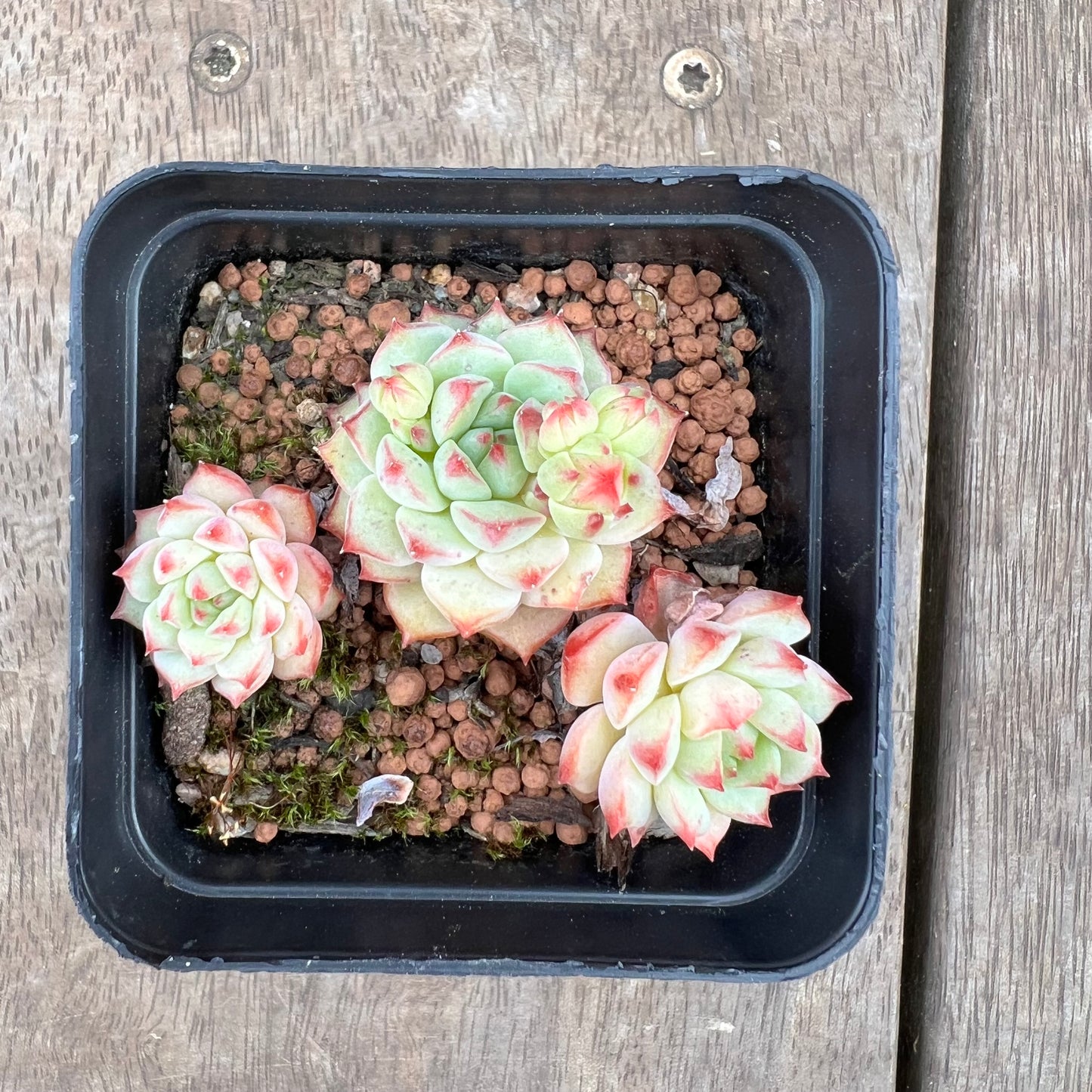 2208 Echeveria Panda Face aka Emerald Tips