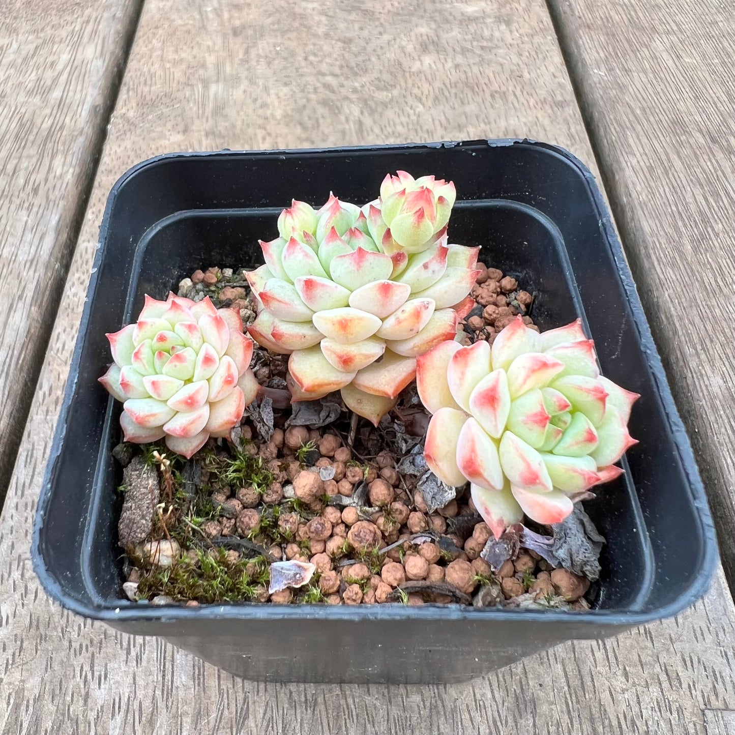 2208 Echeveria Panda Face aka Emerald Tips