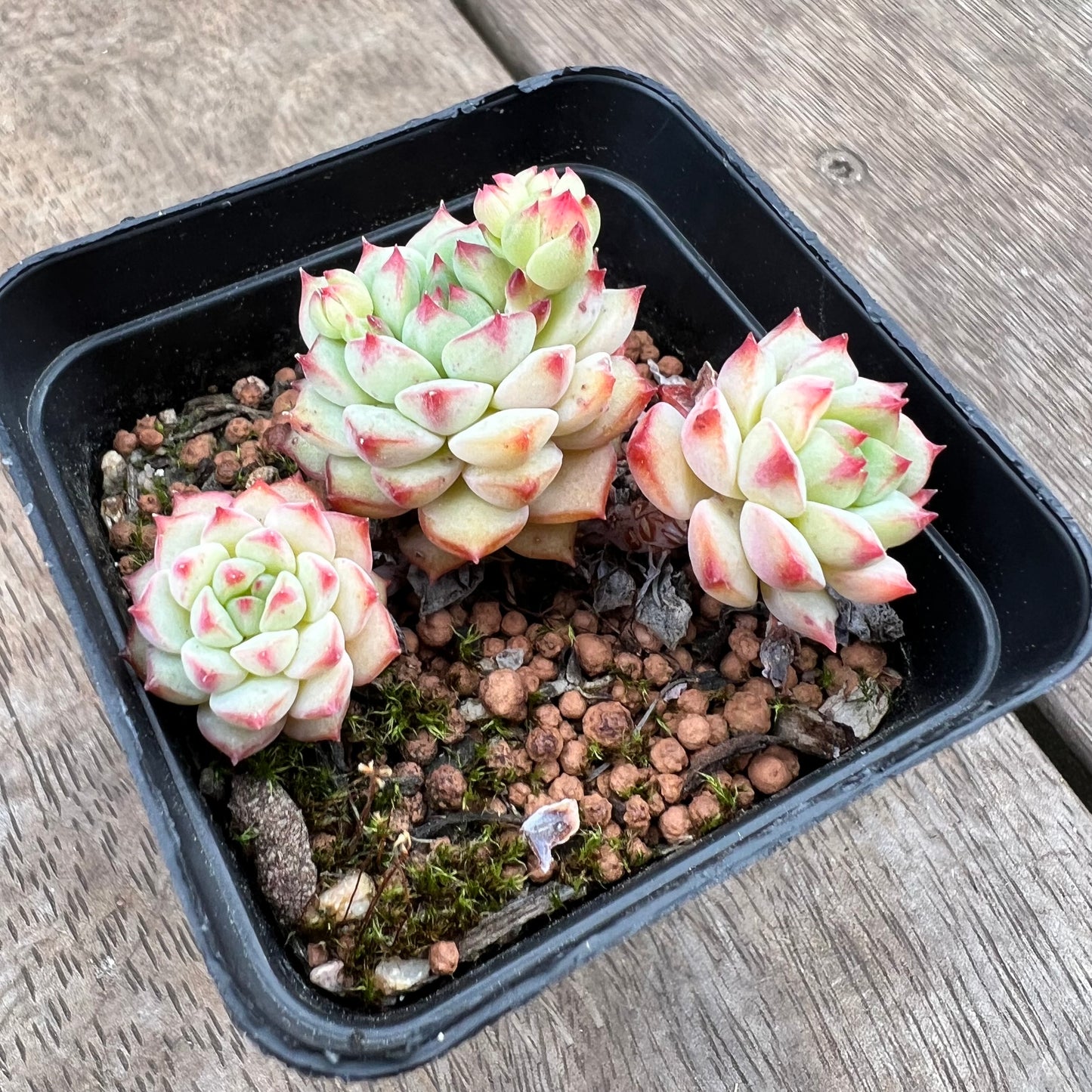 2208 Echeveria Panda Face aka Emerald Tips