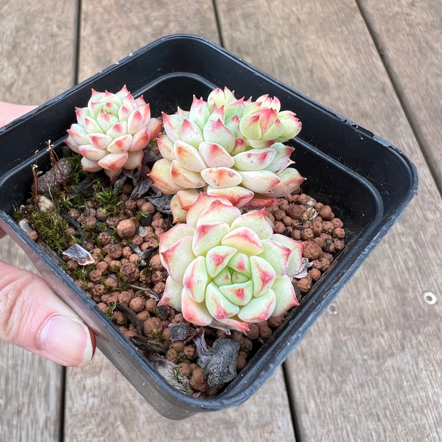 2208 Echeveria Panda Face aka Emerald Tips