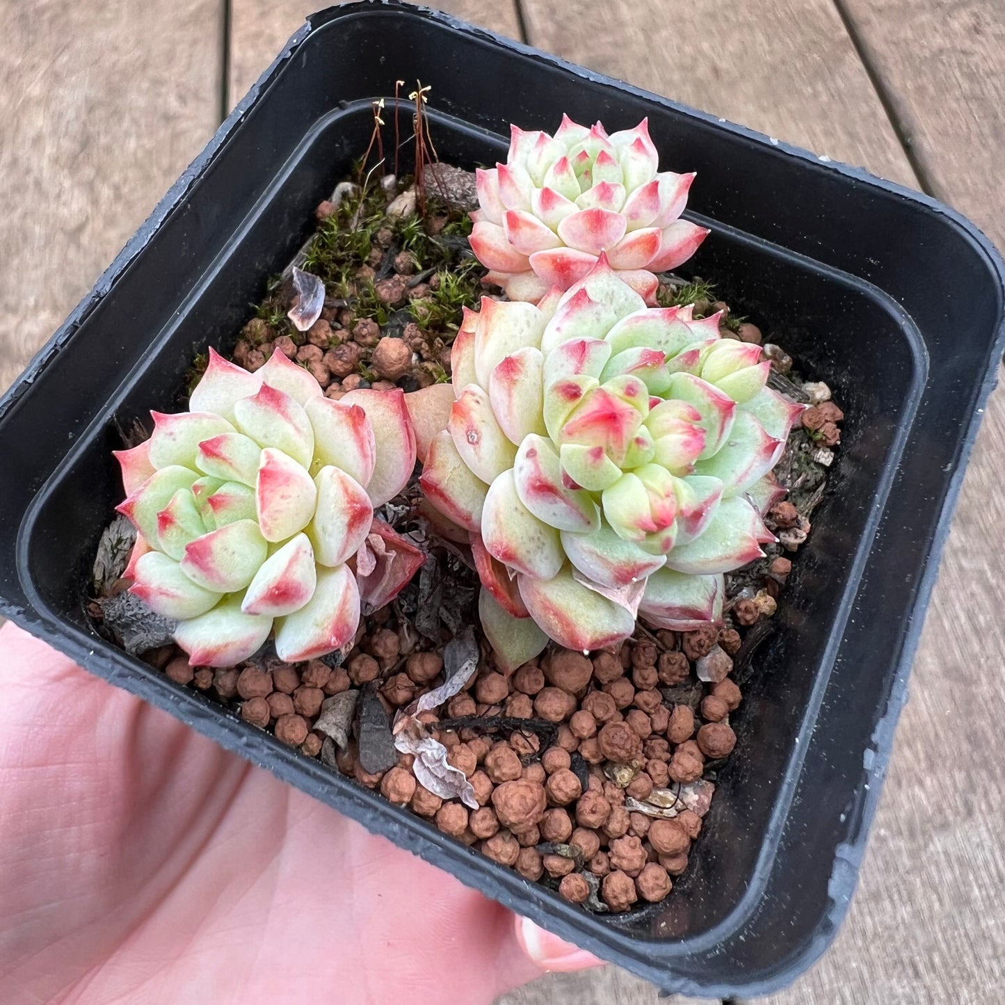 2208 Echeveria Panda Face aka Emerald Tips