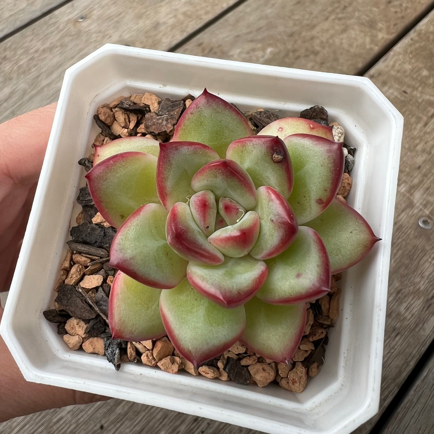 2302 韩版杂交新品 ‘Super Star’