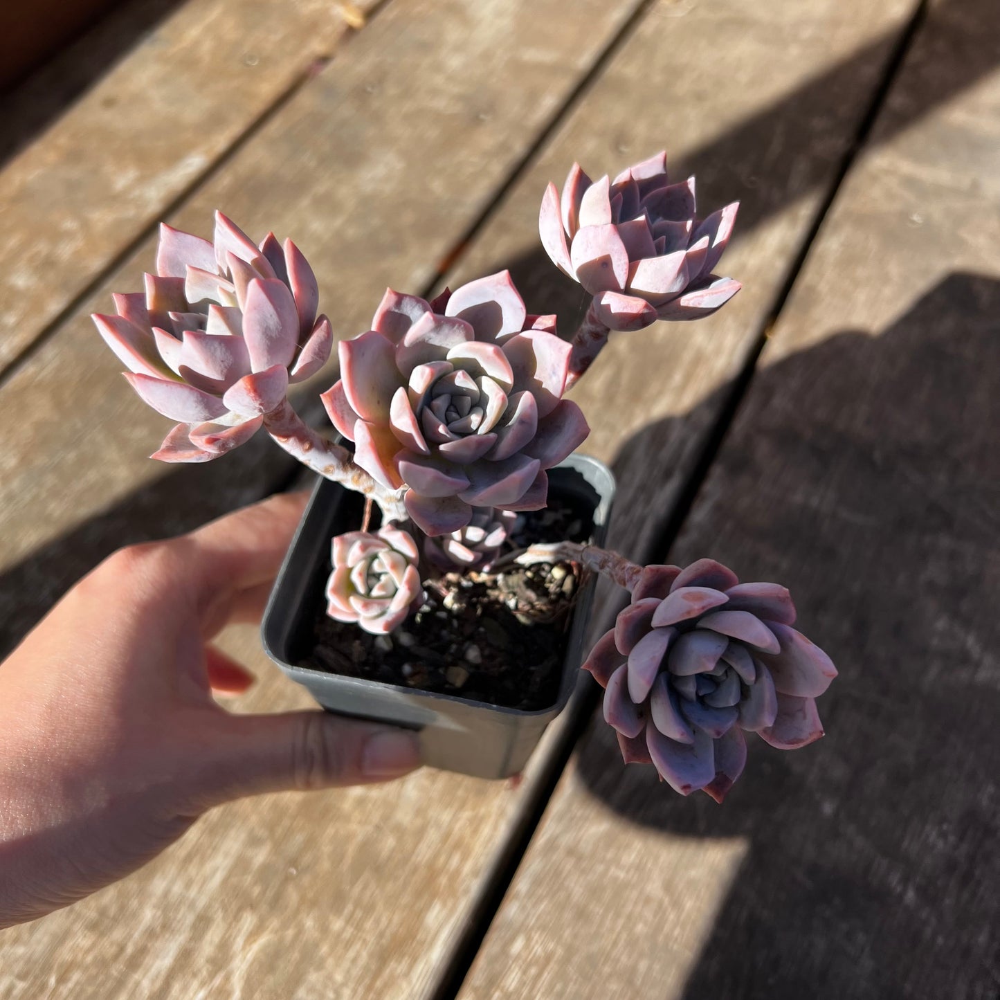 2302 Milky Way 银河