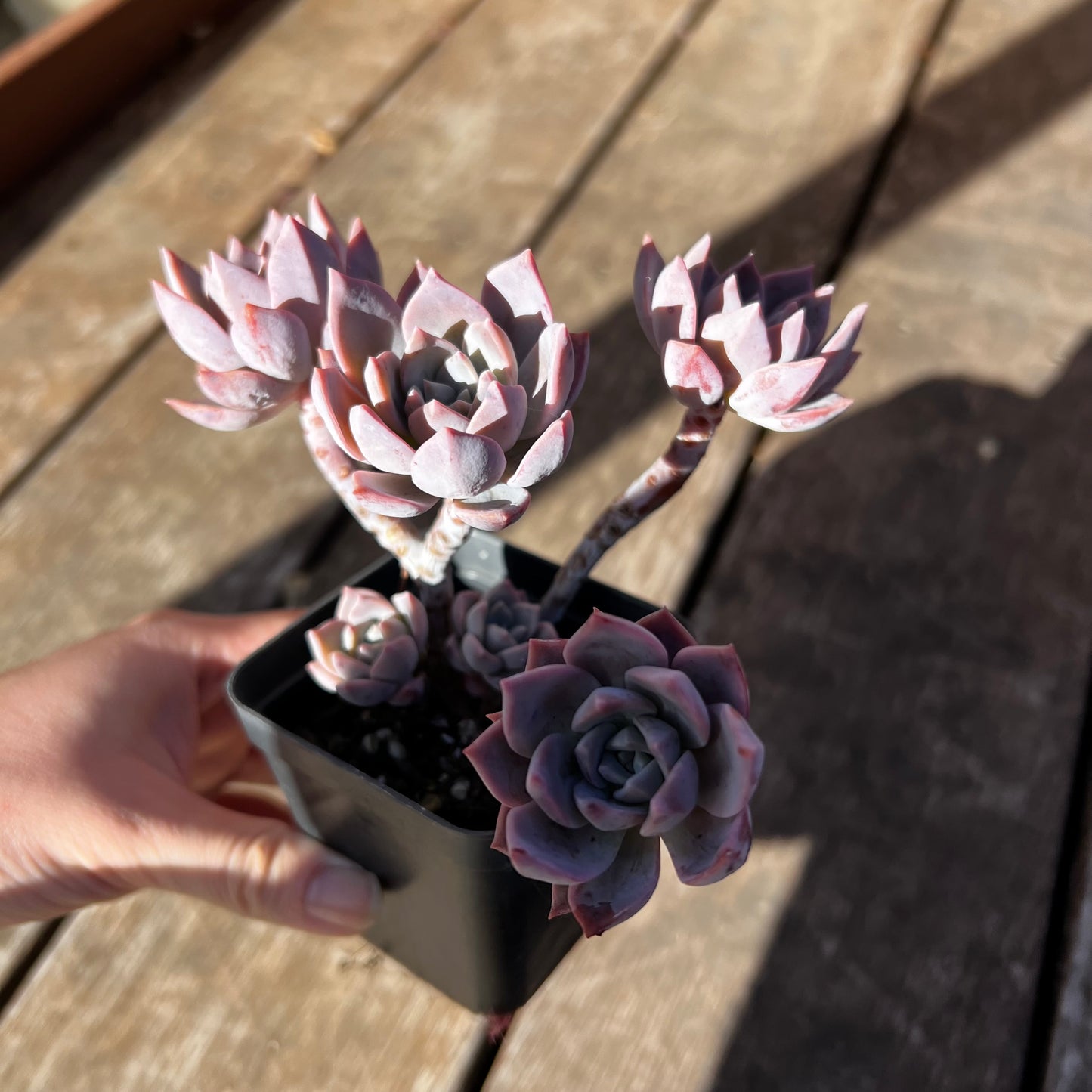 2302 Milky Way 银河