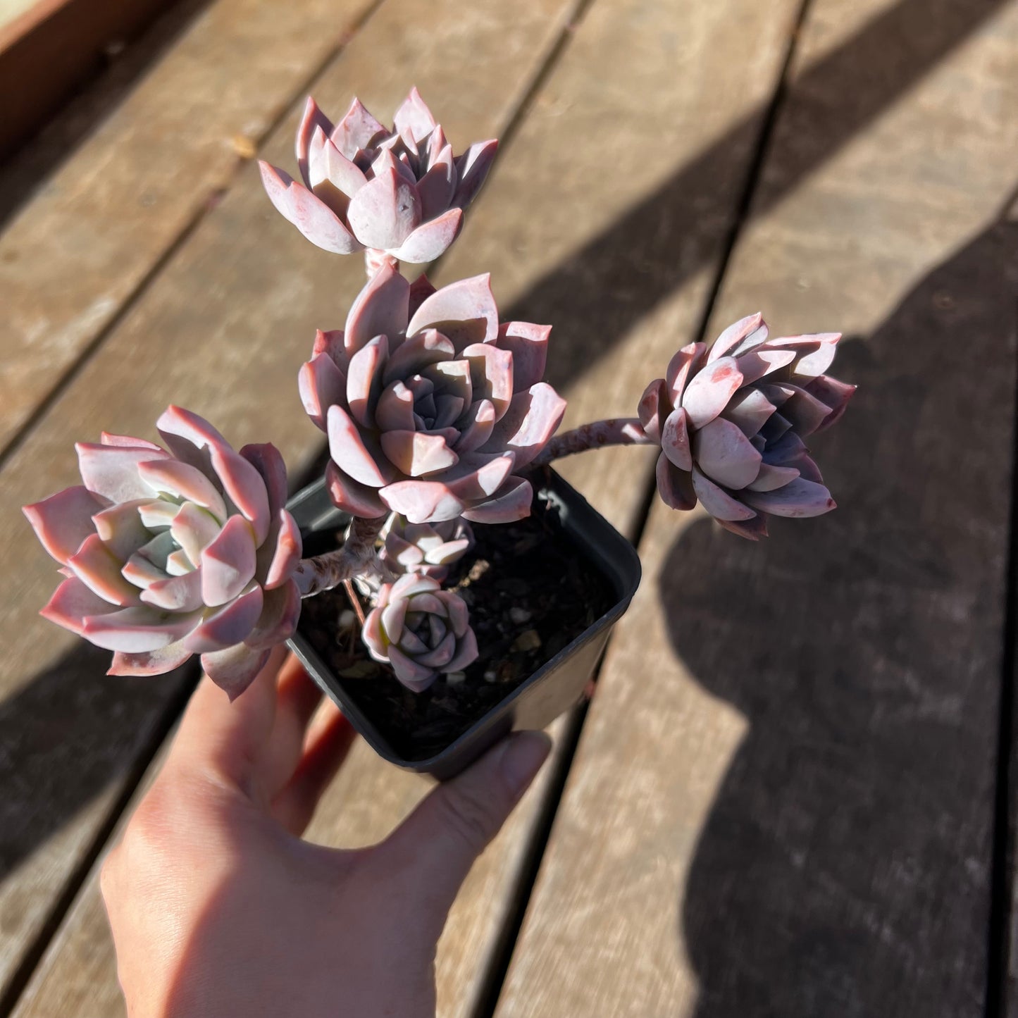 2302 Milky Way 银河