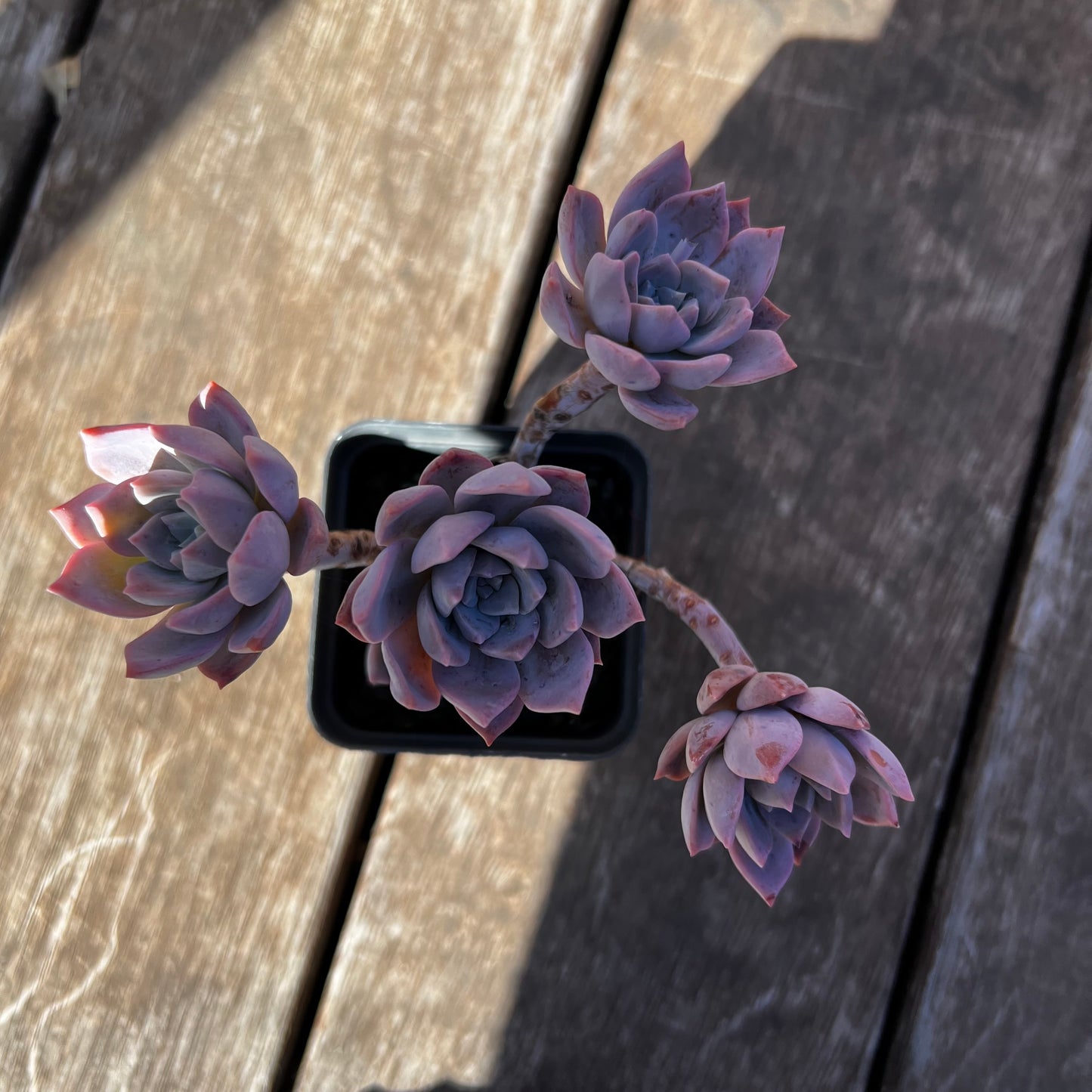 2302 Milky Way 银河