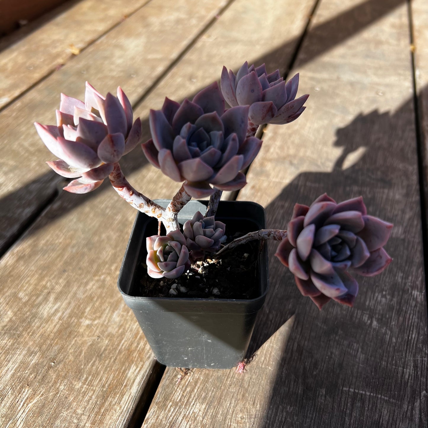 2302 Milky Way 银河