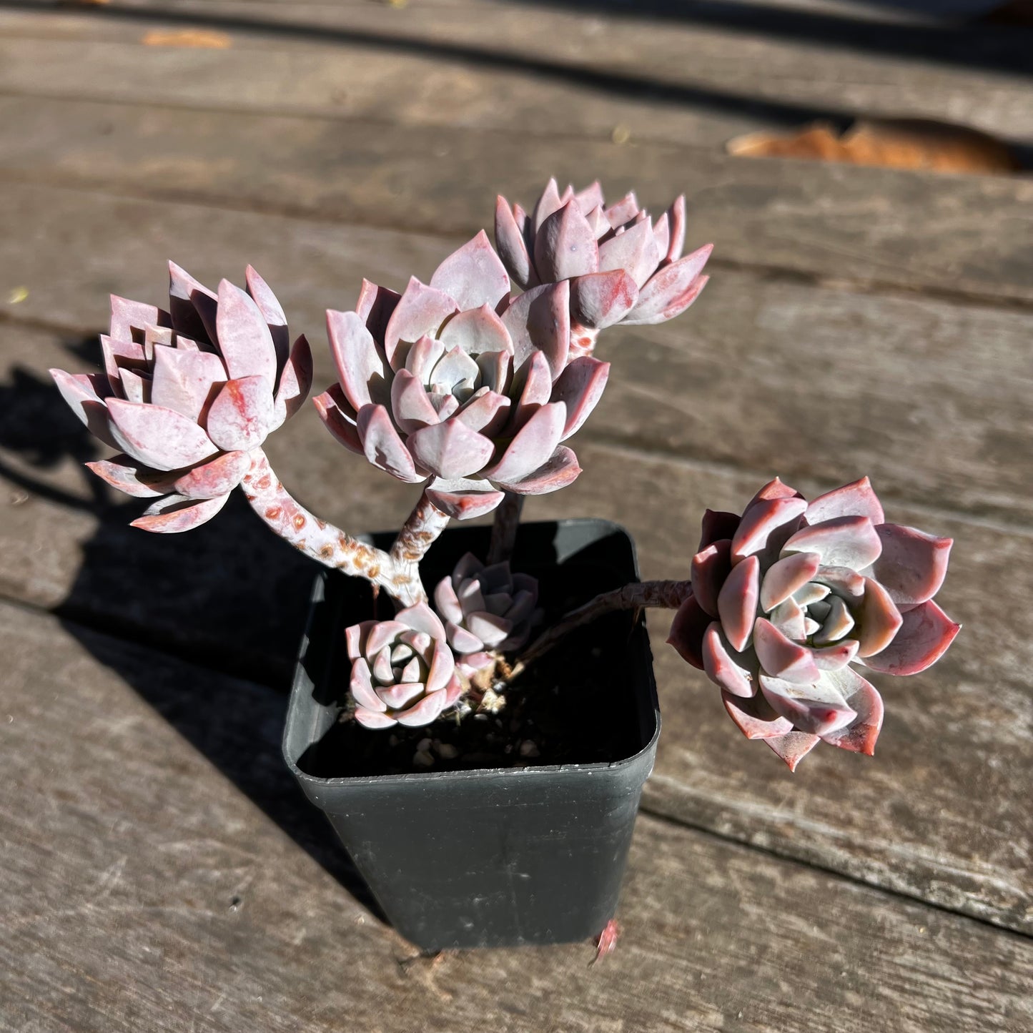 2302 Milky Way 银河