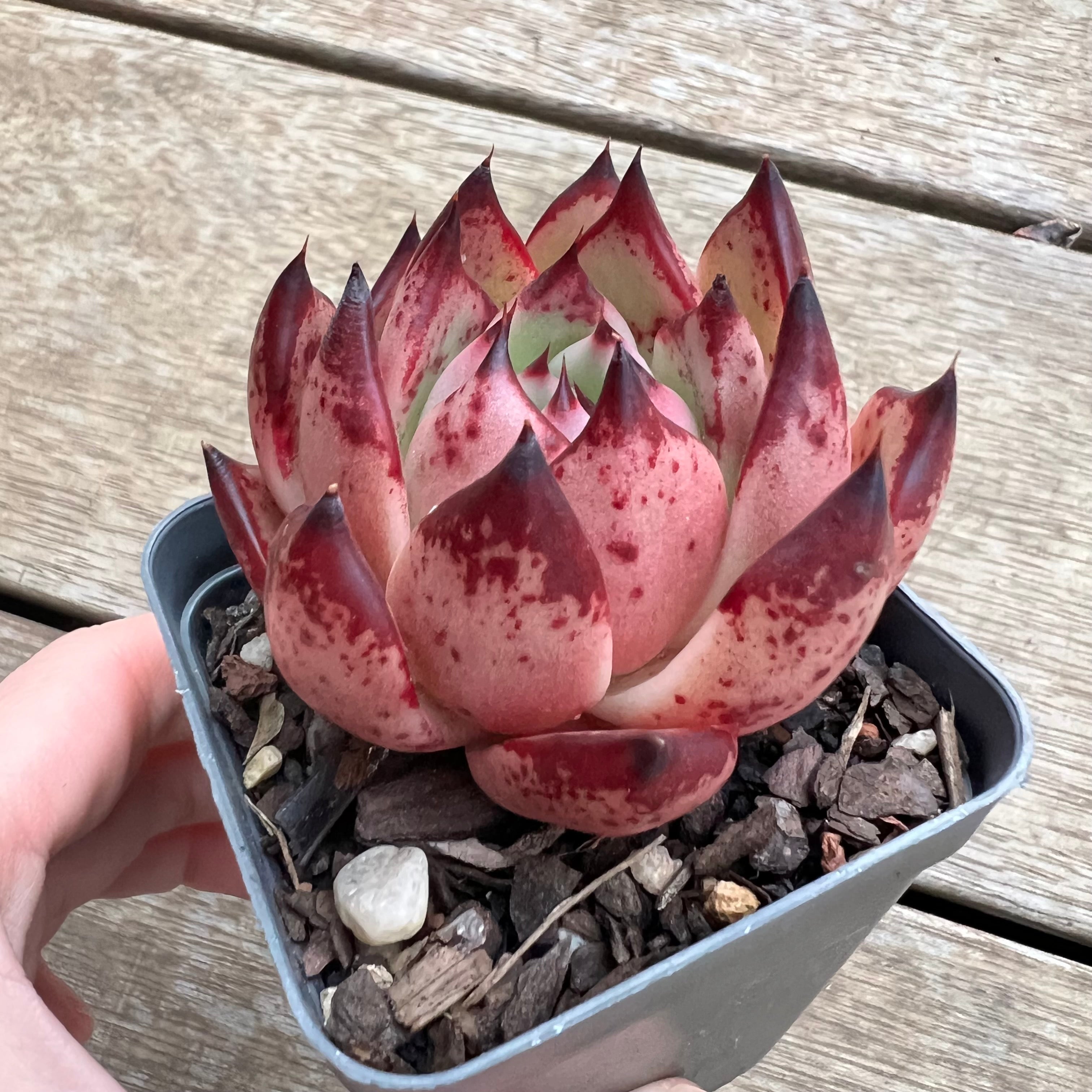 honey pink succulent 2307 Echeveria Agavoides 'Honey Pink'