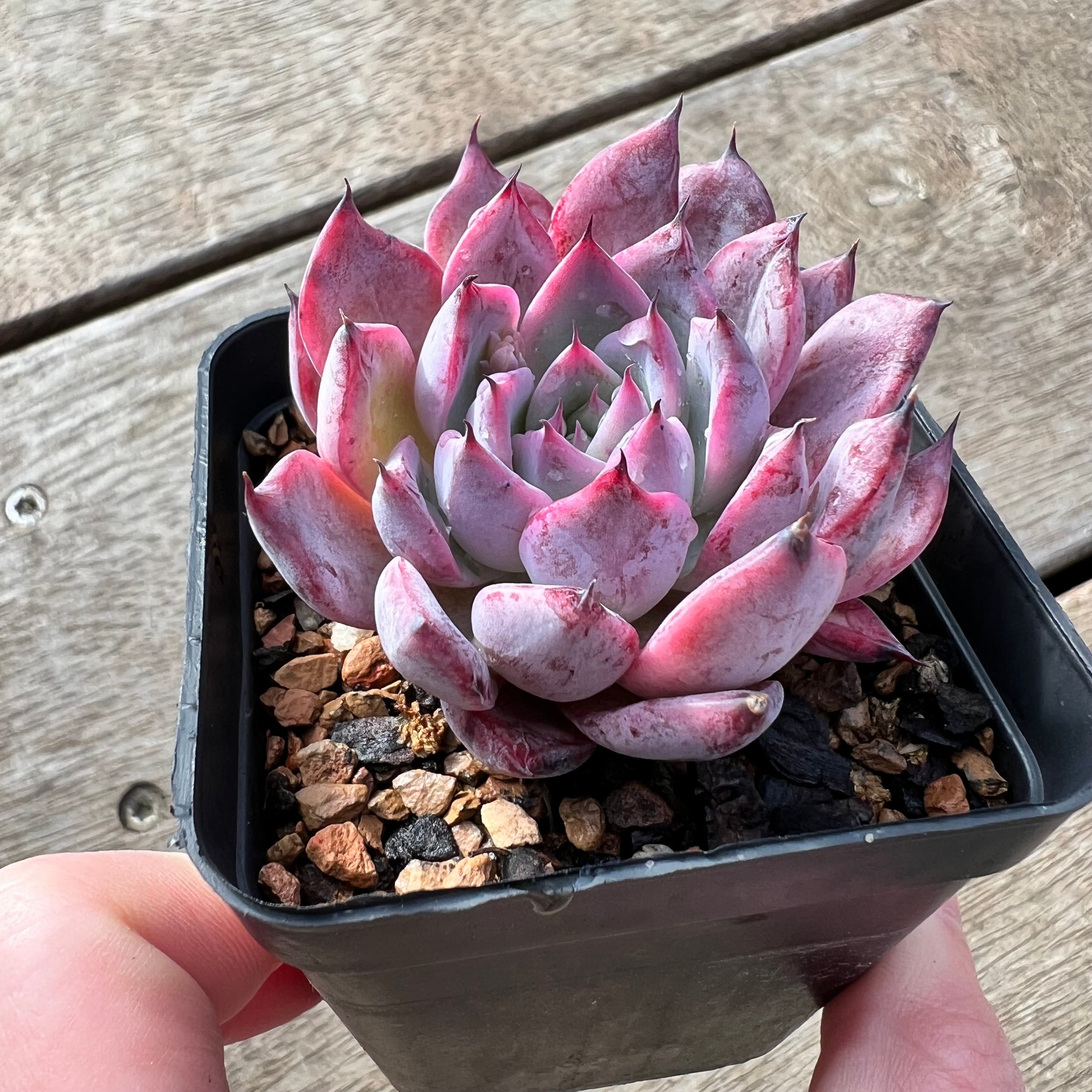 swan lake succulent 2307 Echeveria Black Swan – Bella Succulent Garden