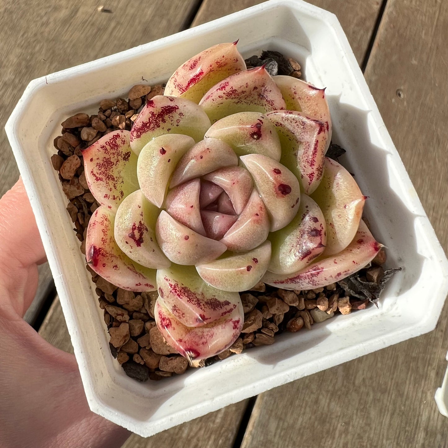 2307 巧克力麦秆