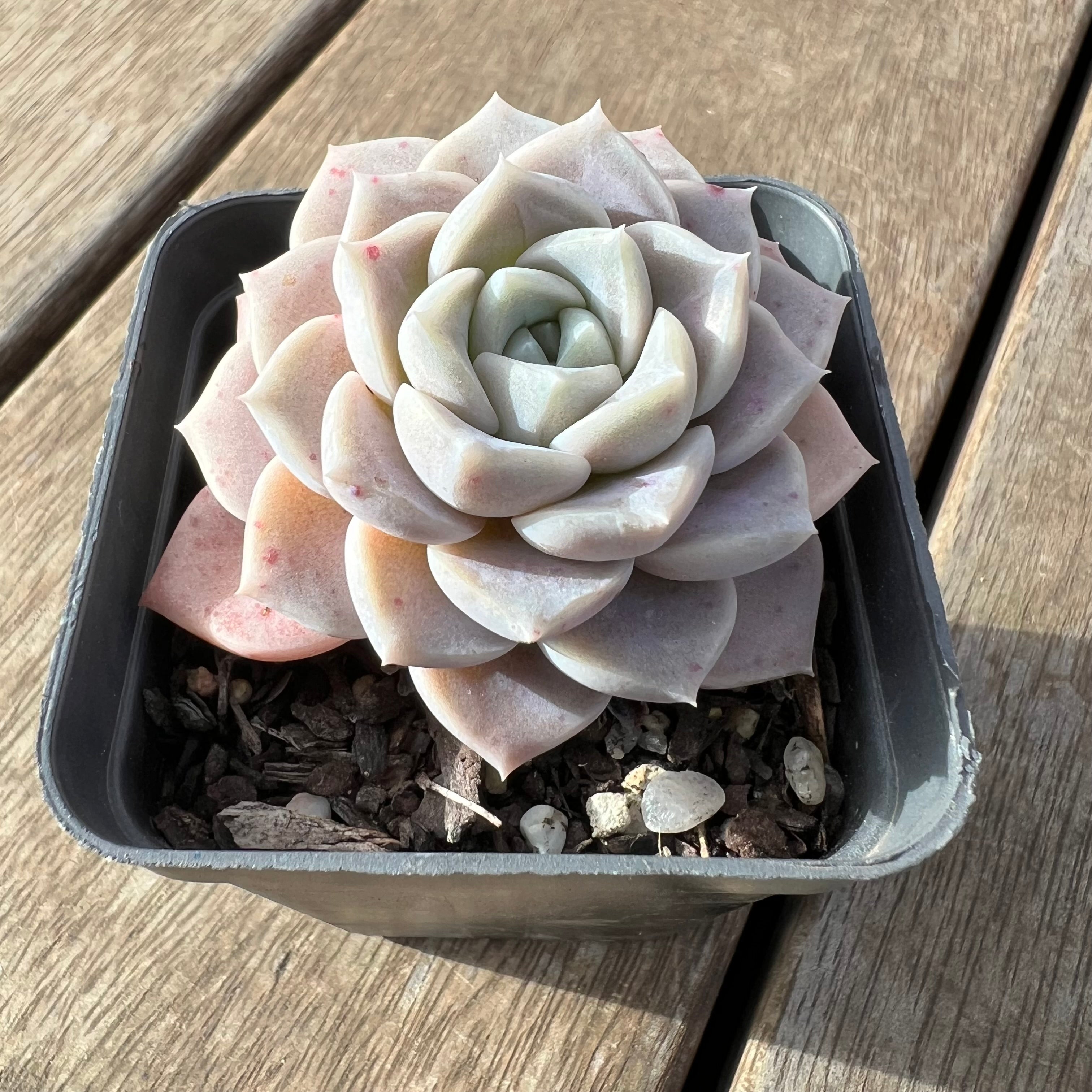 pink star succulent 2307 Echeveria Pink Star