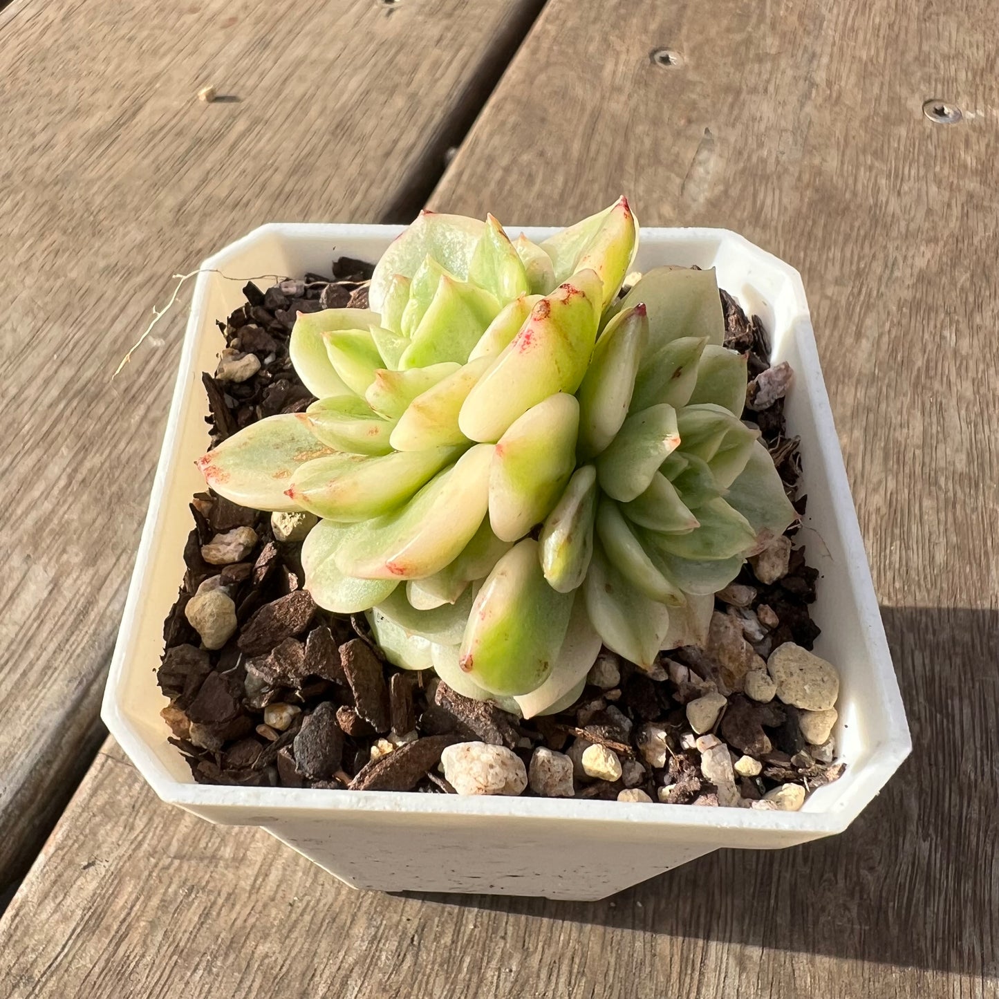 2307 Sedeveria Rolly Variegated