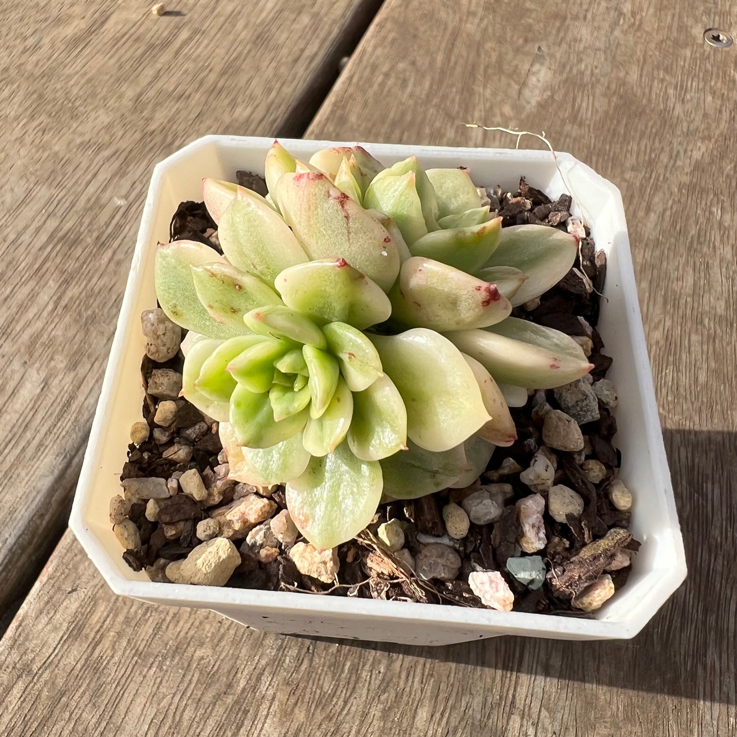 2307 Sedeveria Rolly Variegated