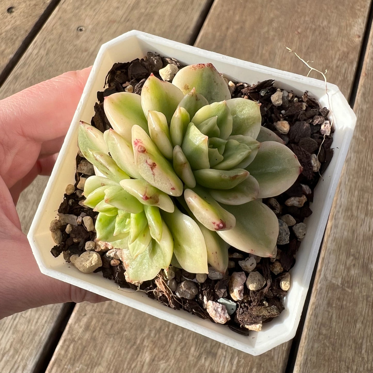 2307 Sedeveria Rolly Variegated