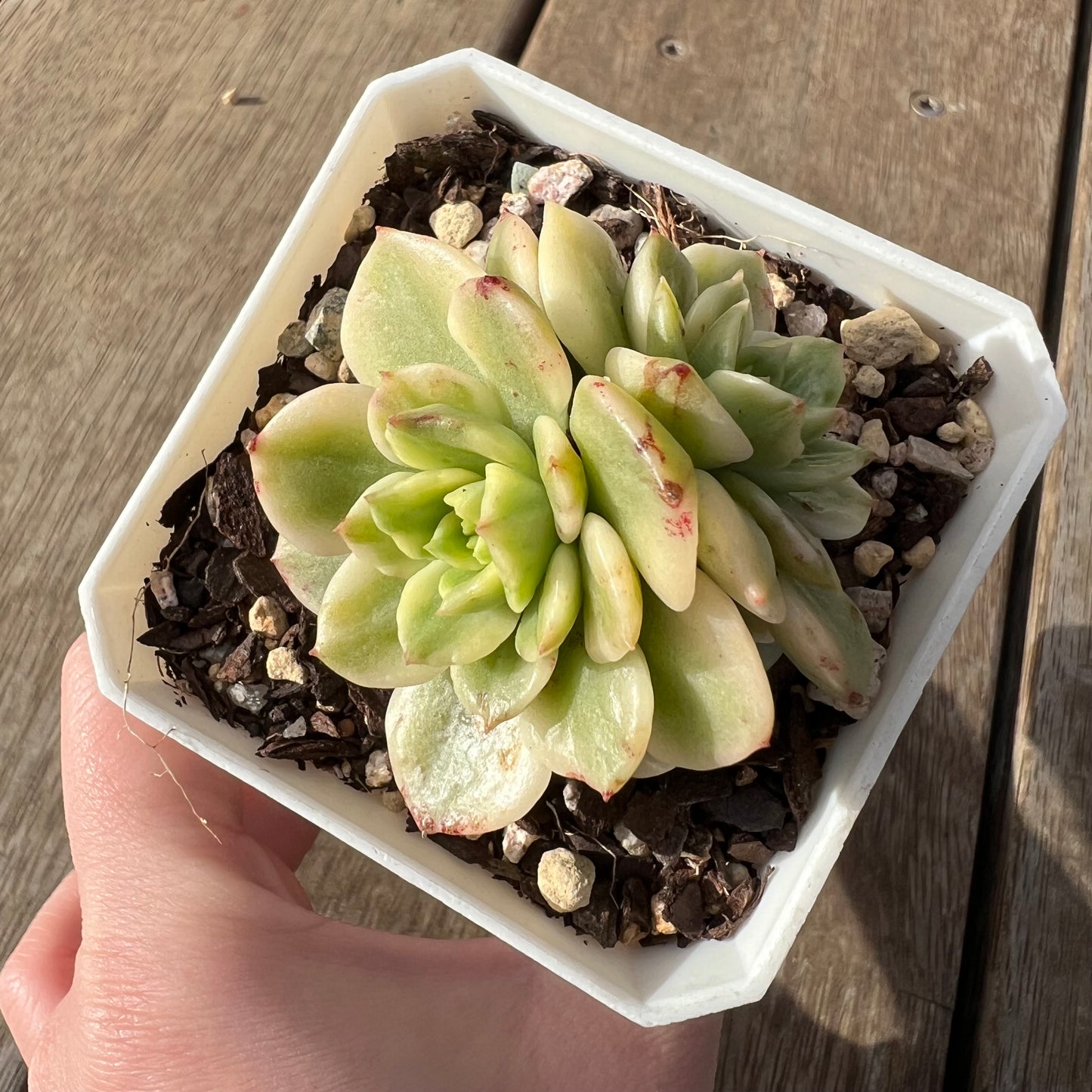 2307 Sedeveria Rolly Variegated